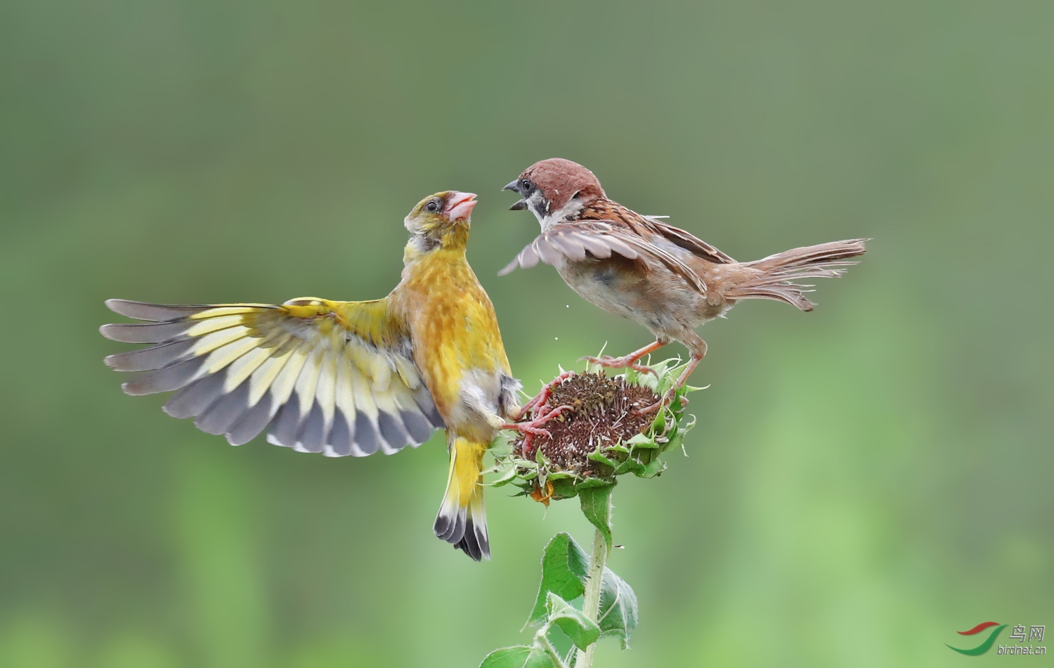 两雀相争金翅雀与麻雀祝贺老师佳作荣获鸟网首页鸟类精华
