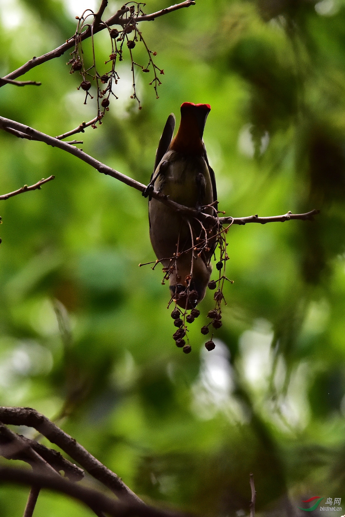 DSC_0311.JPG
