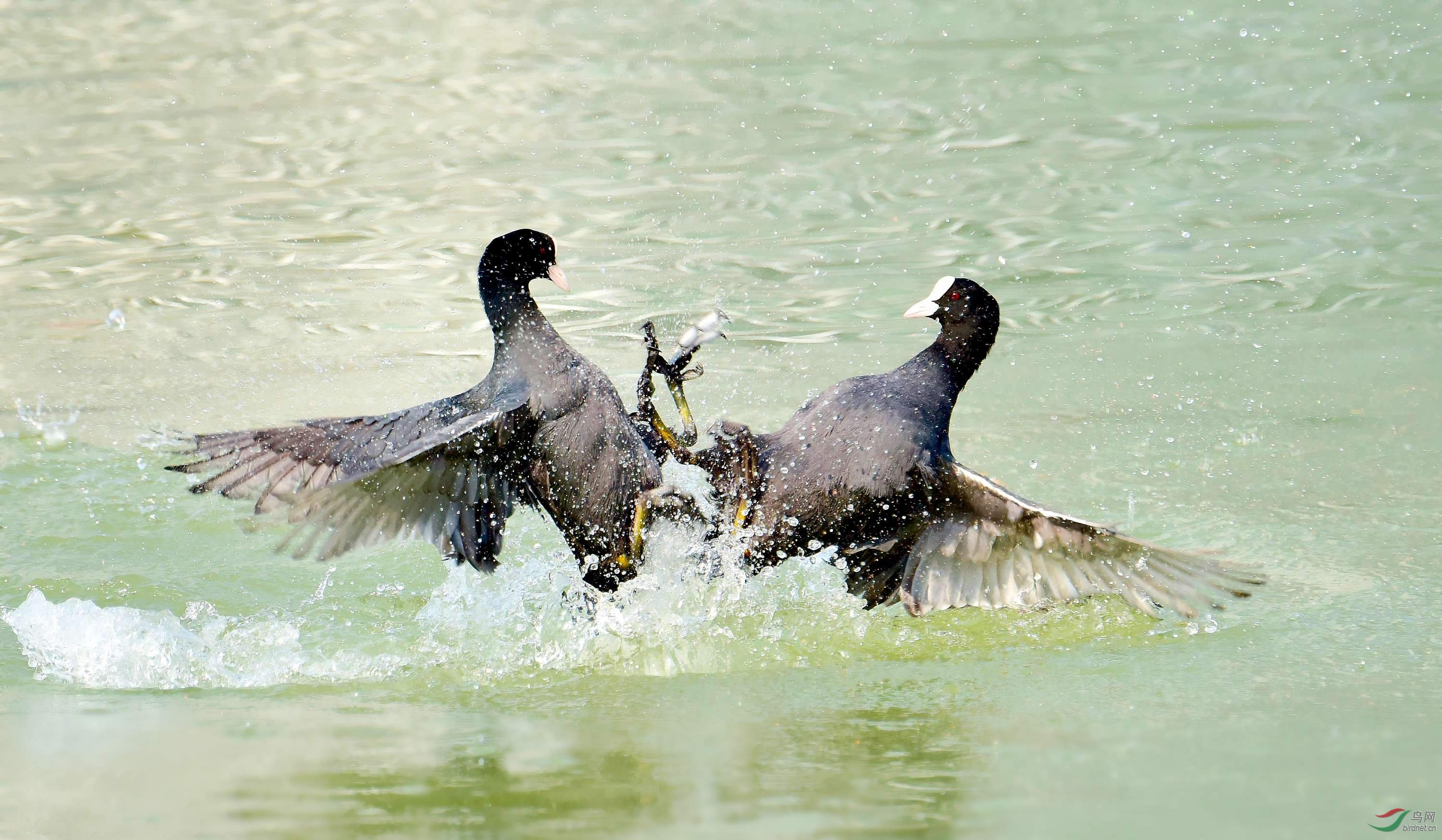 DSC_6356_conew3.jpg