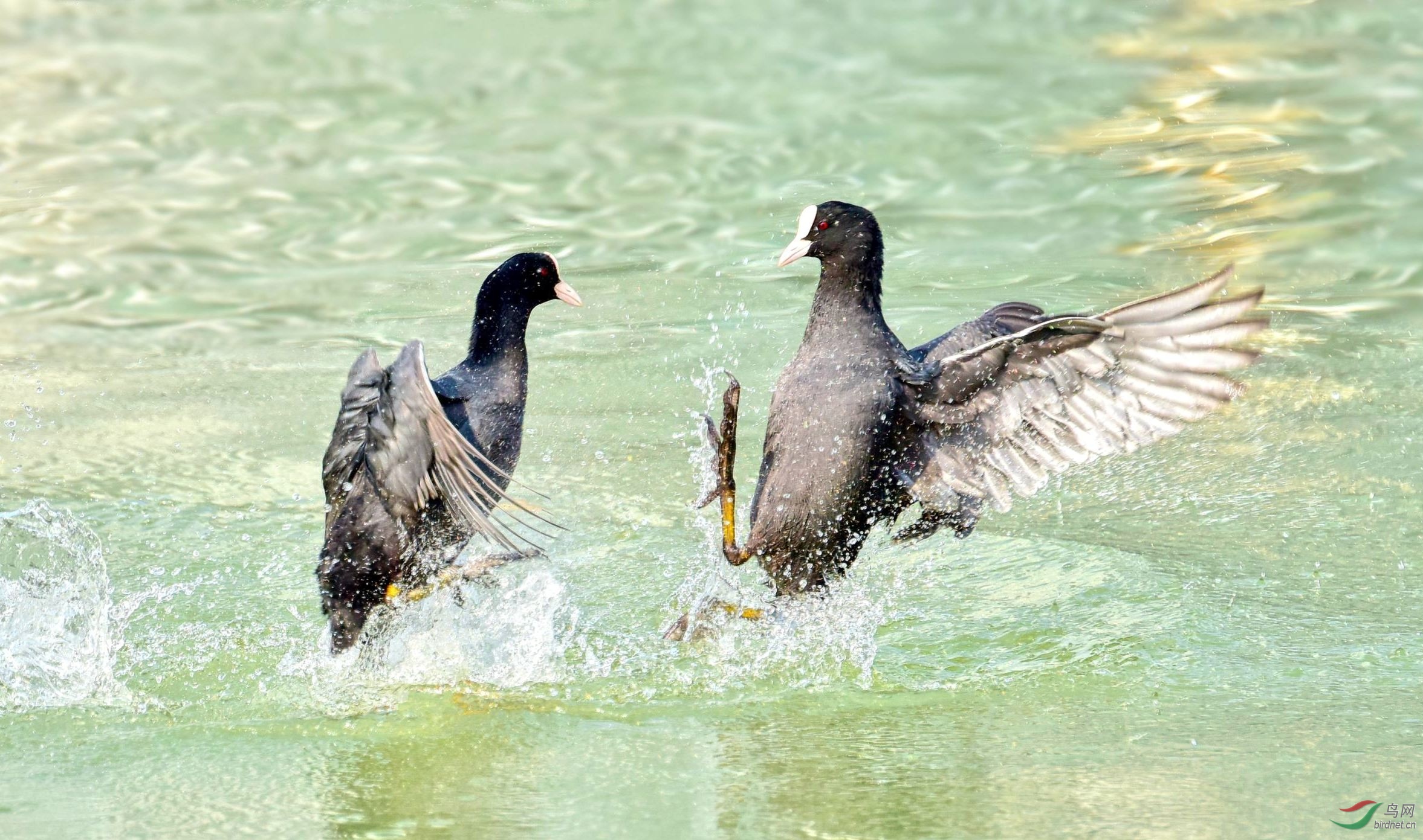 DSC_6359_conew3.jpg