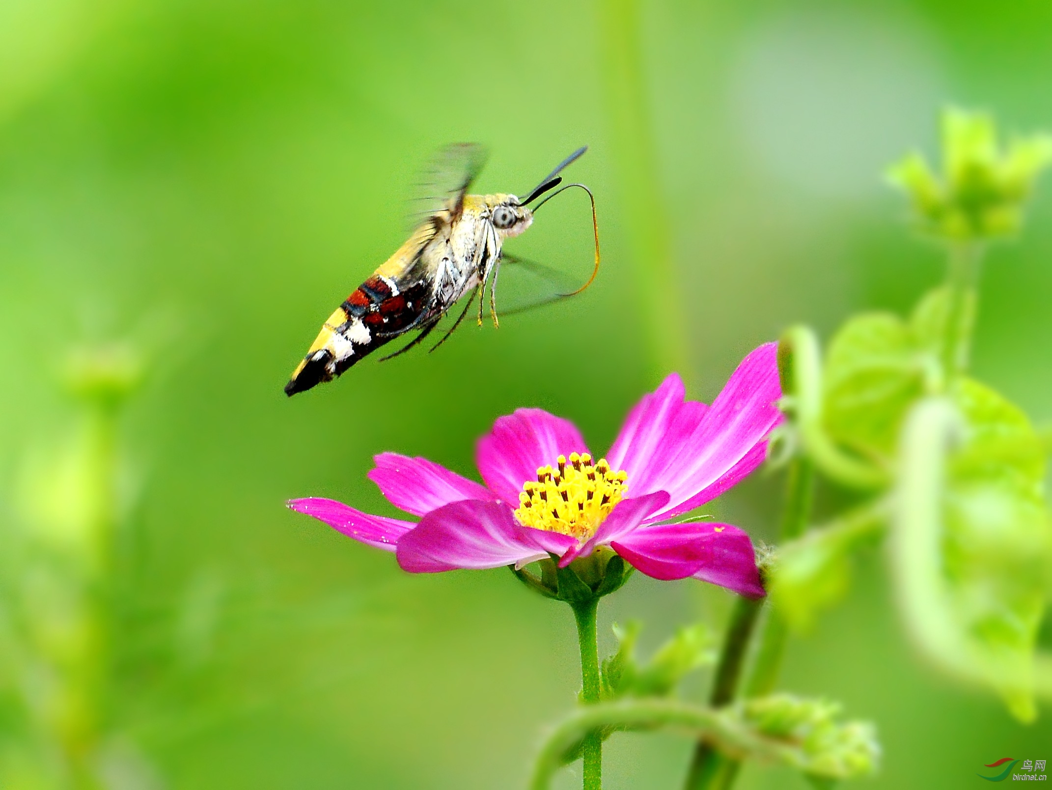 DSC_2119_conew1.jpg