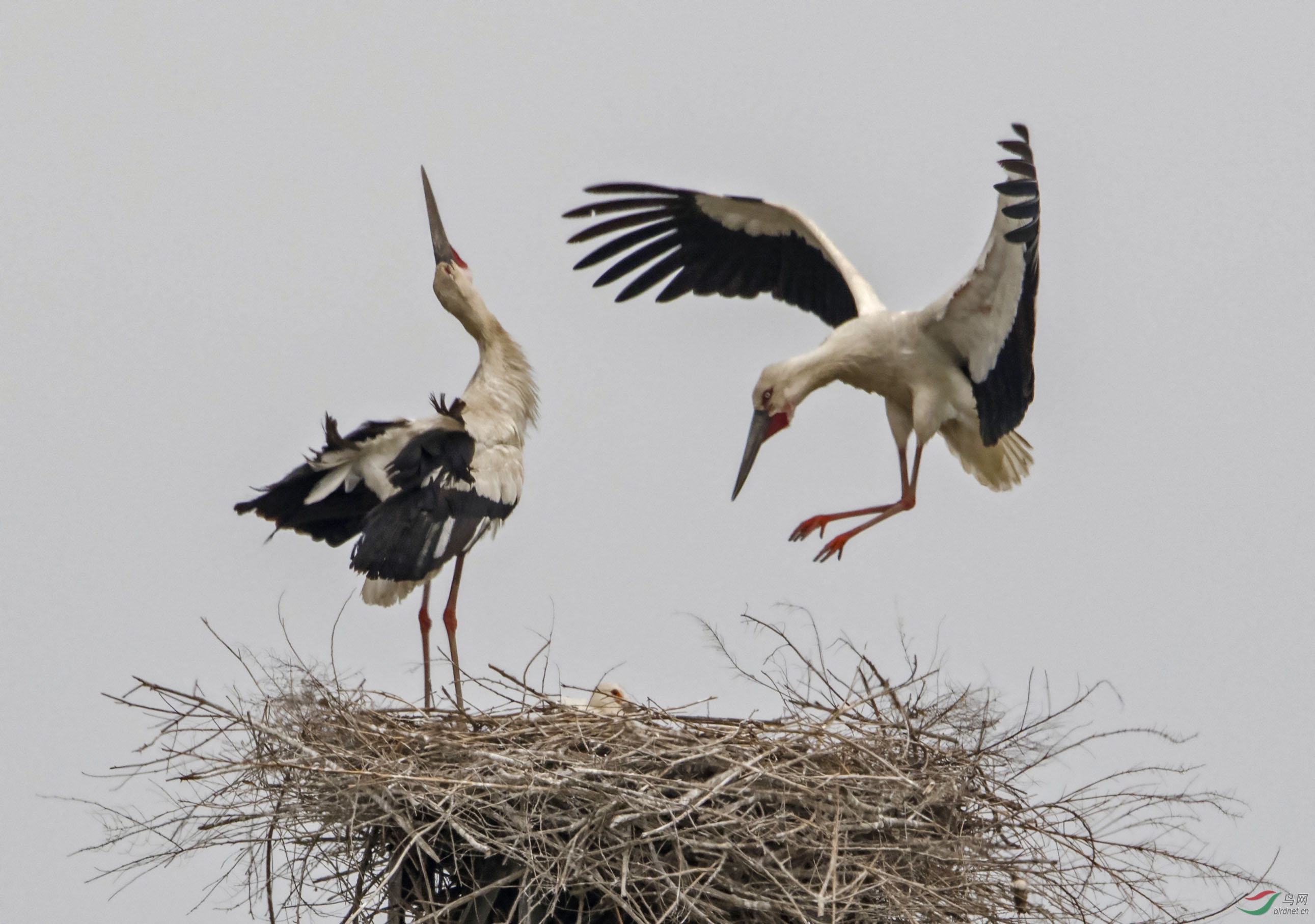 �鳲.jpg