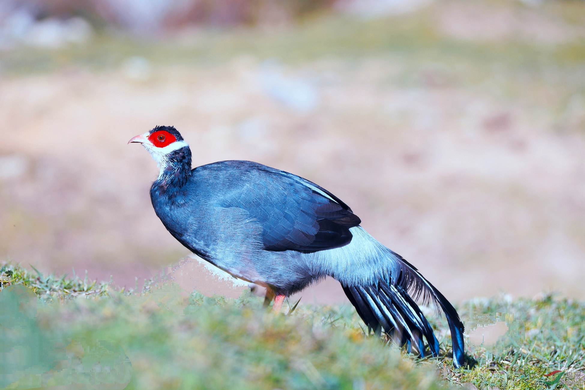 ������2018.09.26 ������������ɫ��