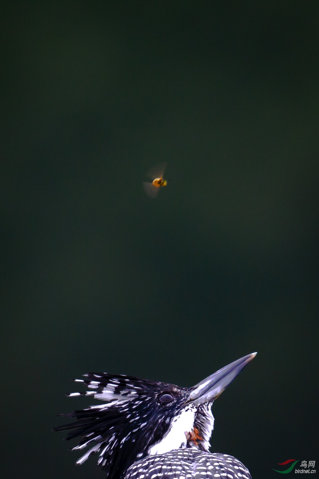 _F7C6861_1.jpg