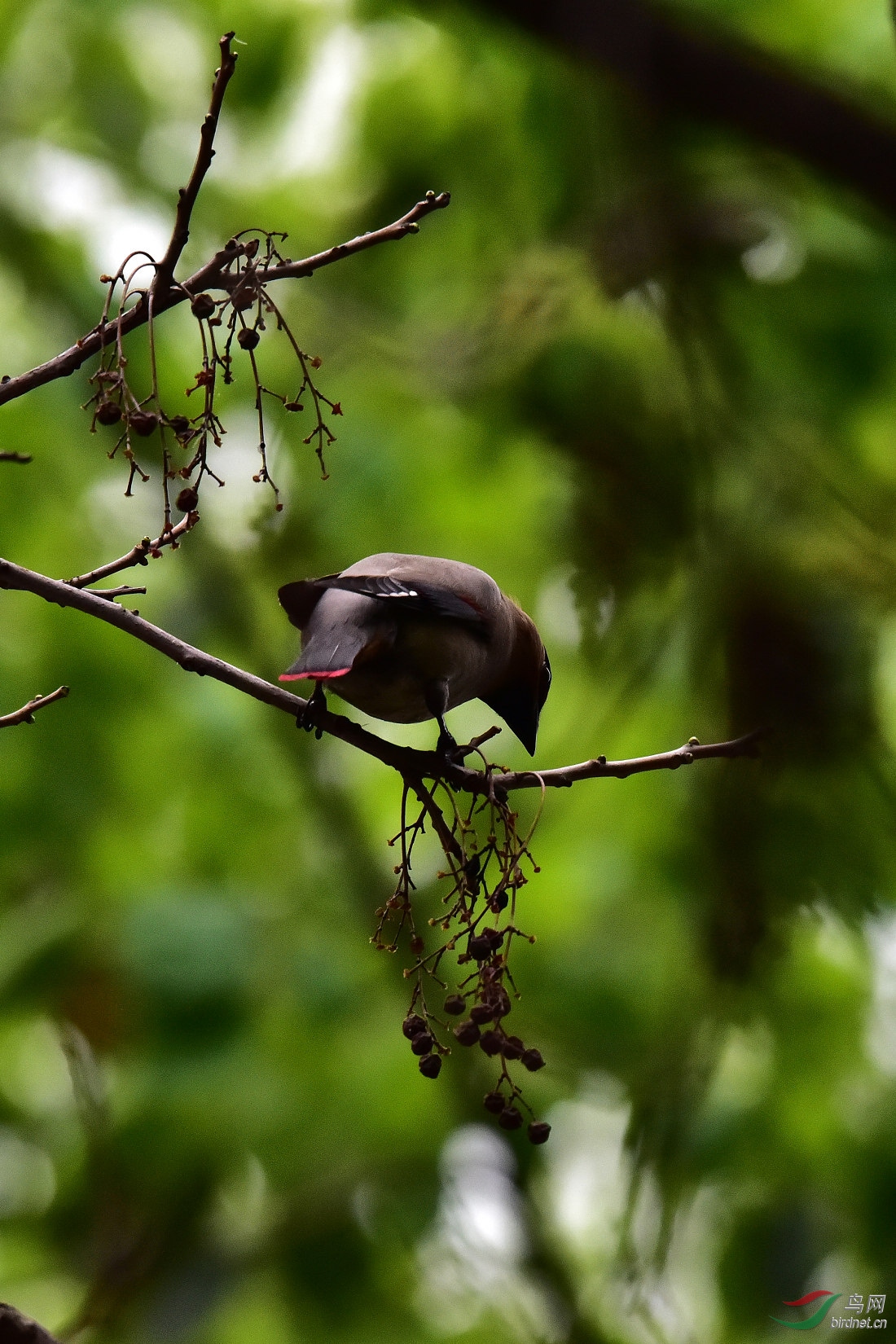 DSC_0316.JPG