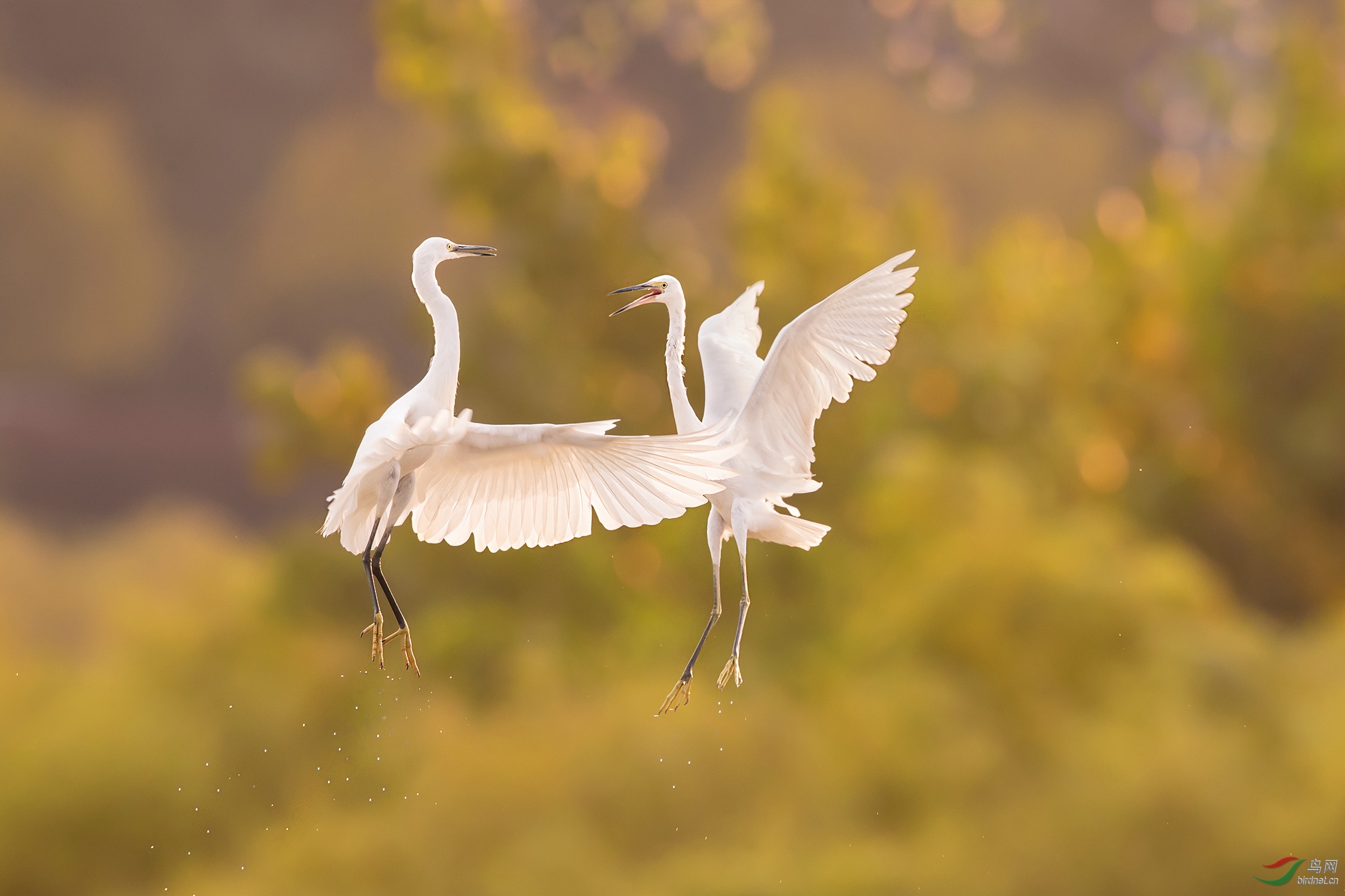 NL__8040-1.jpg