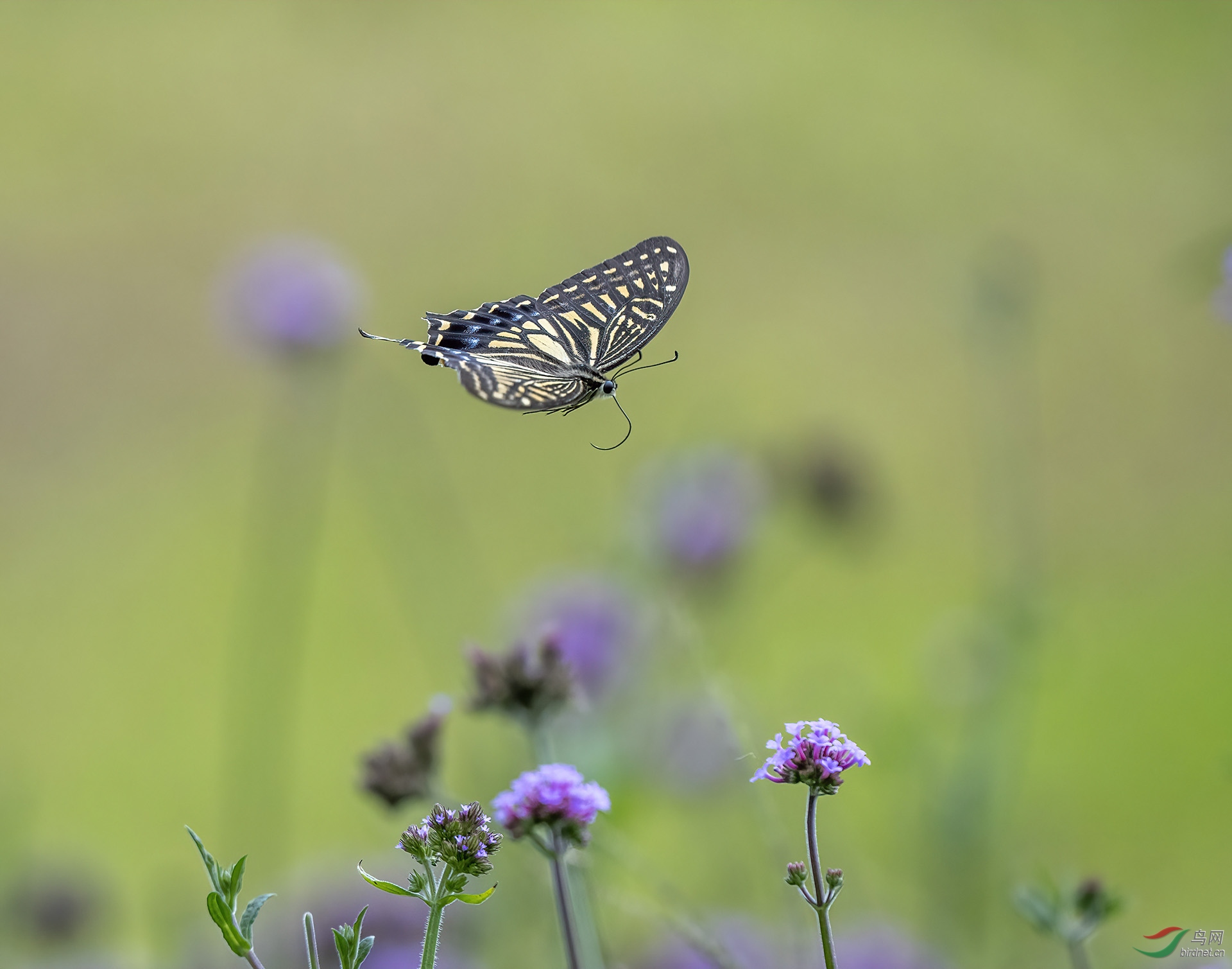 DSC_9089-denoise.jpg