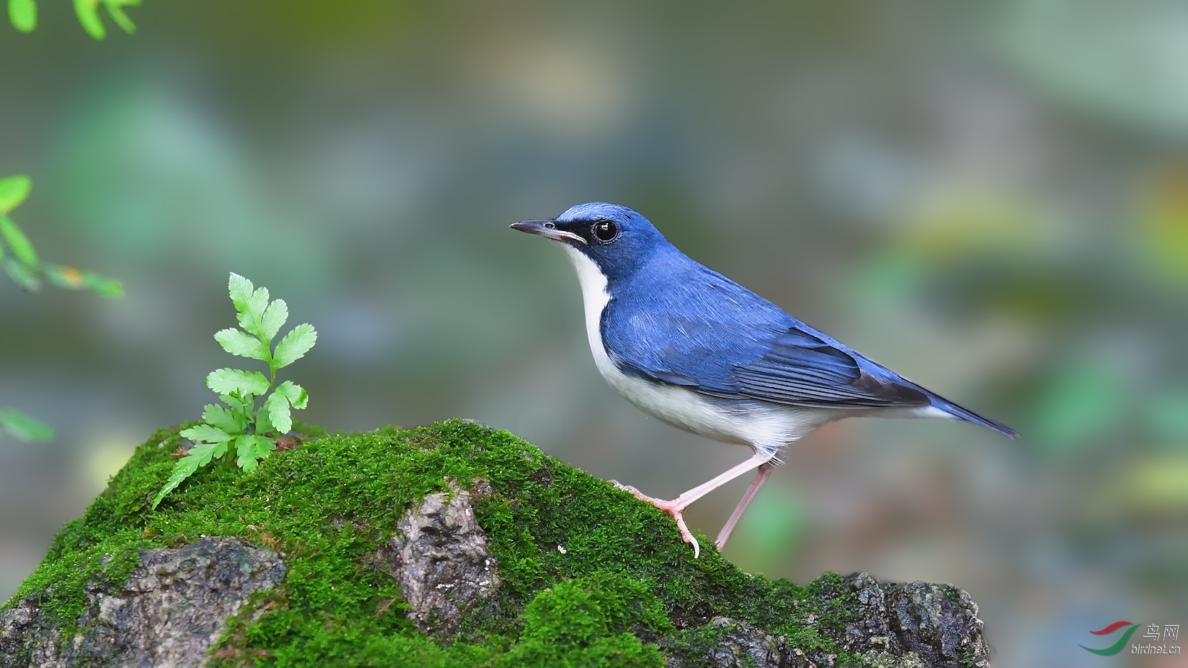 地上觅食蓝歌鸲
