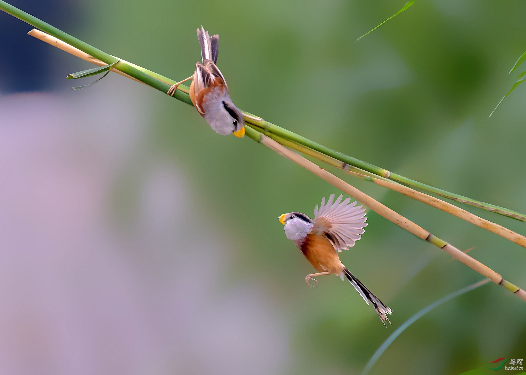 DSC_7083_����_����_���� (3).jpg