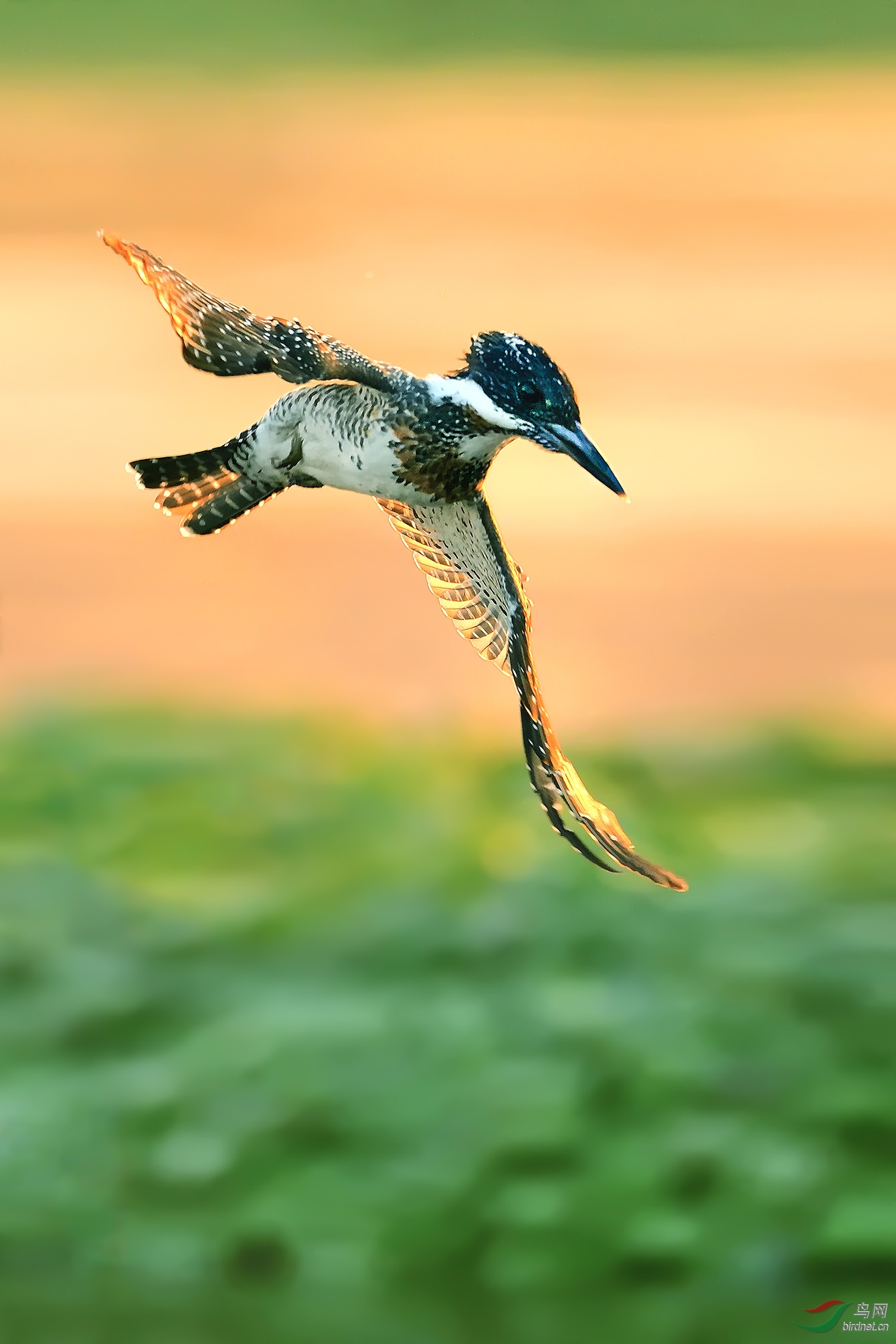 DSC_7580_��Ϧ�� �ϴ�.jpg