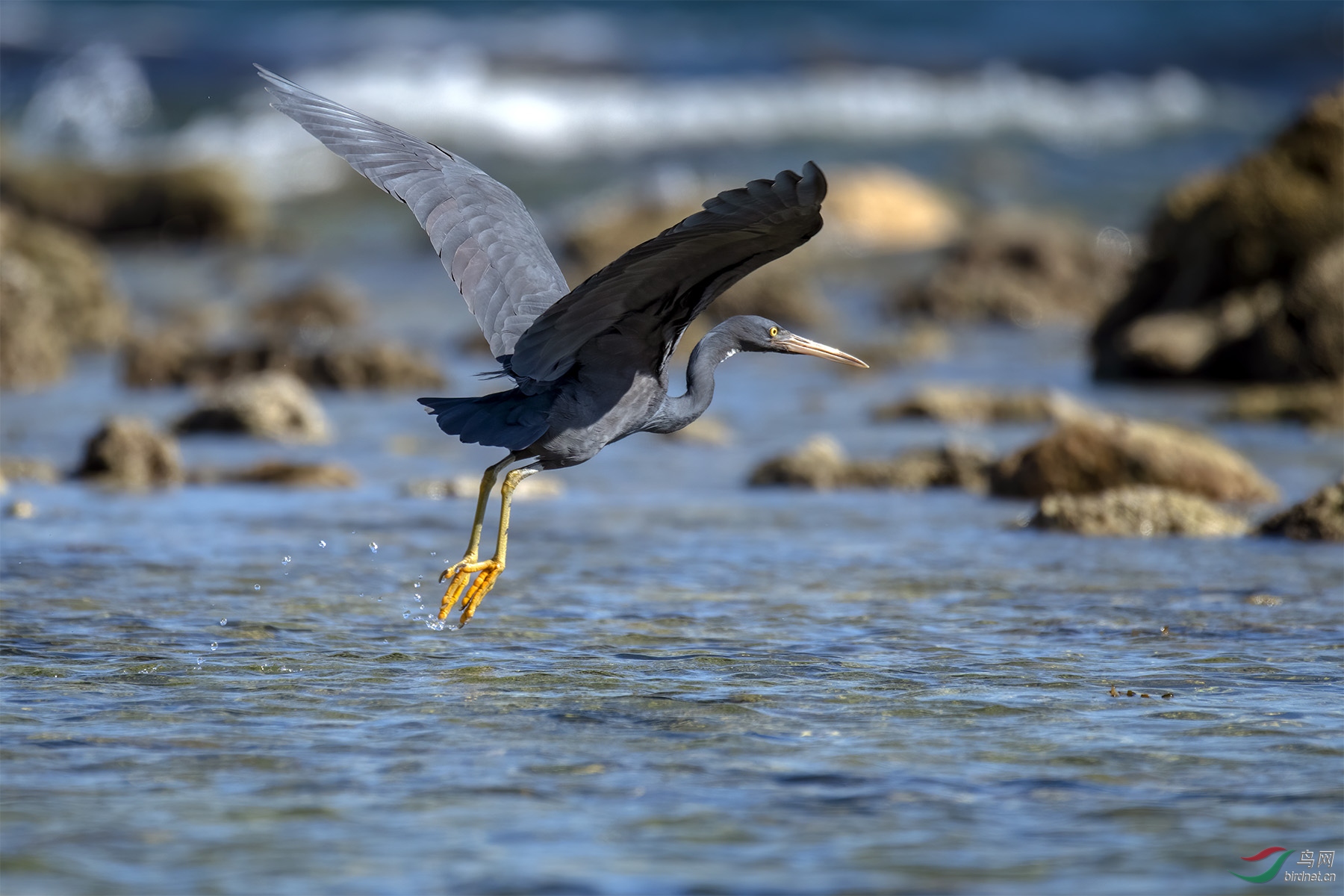 DSC_3590-1.jpg