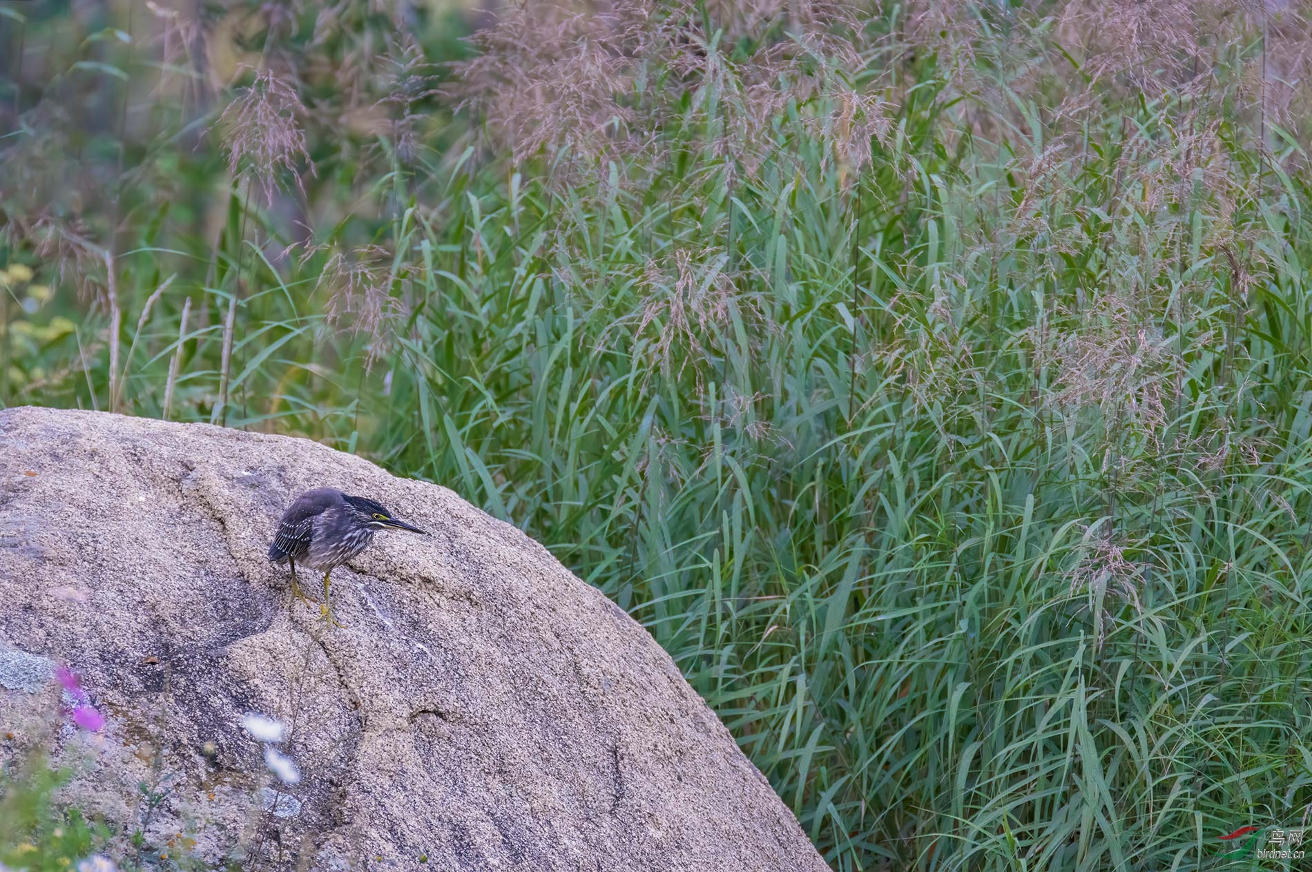DSC_1447.jpg