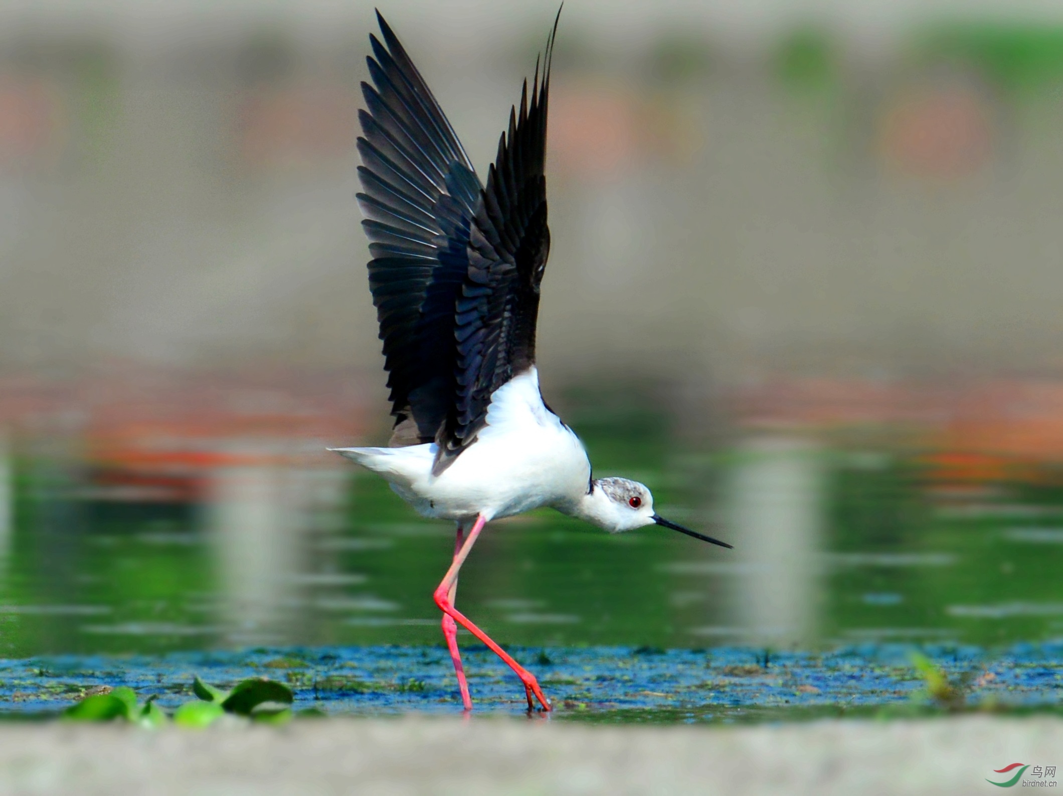 DSC_1570_conew6.jpg