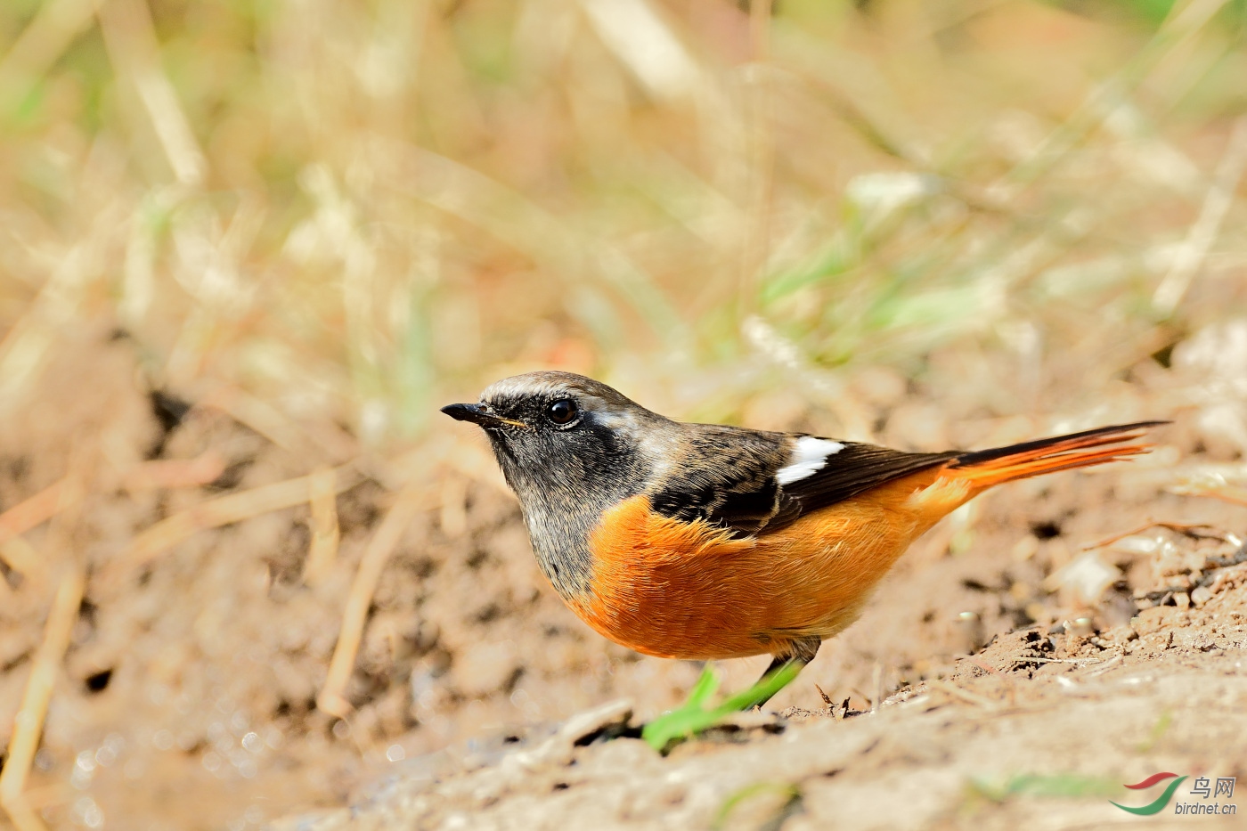 DSC_1761.JPG