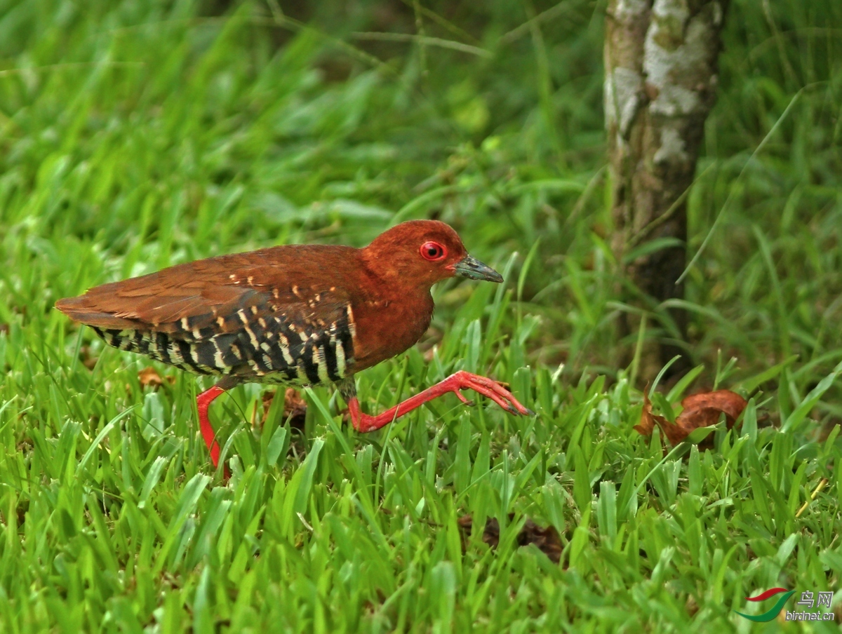 �������� ��ʦ�������¼���.jpg