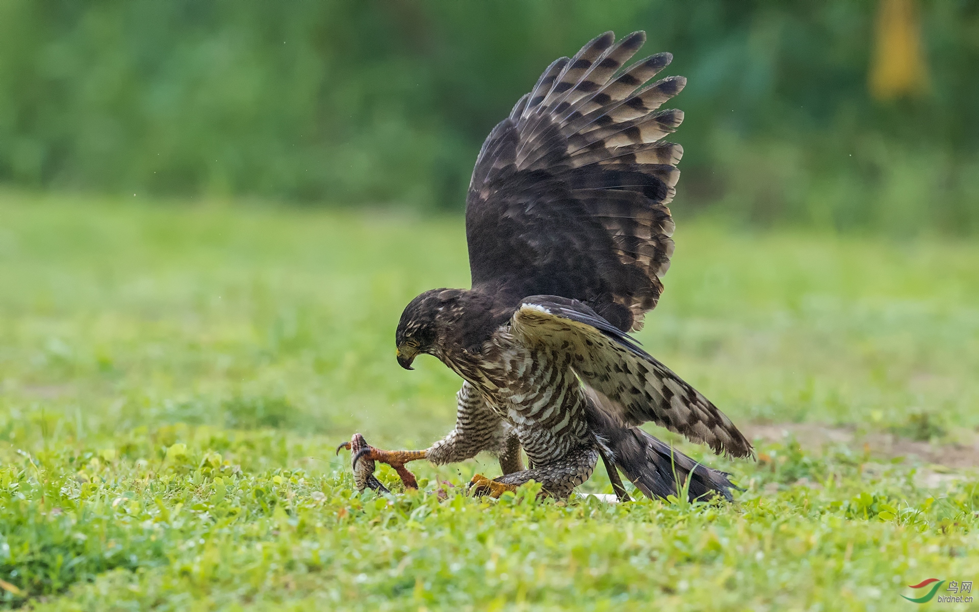 抓蛇头--凤头鹰
