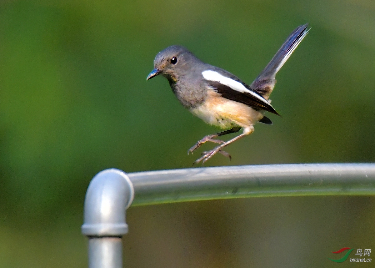 翘尾巴与不知道