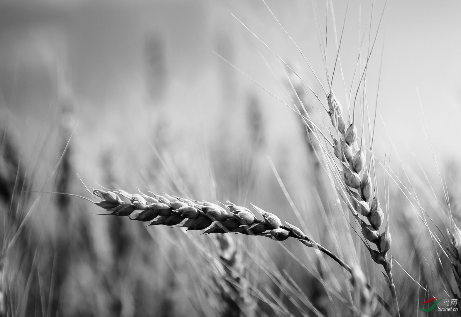 成熟饱满的麦穗