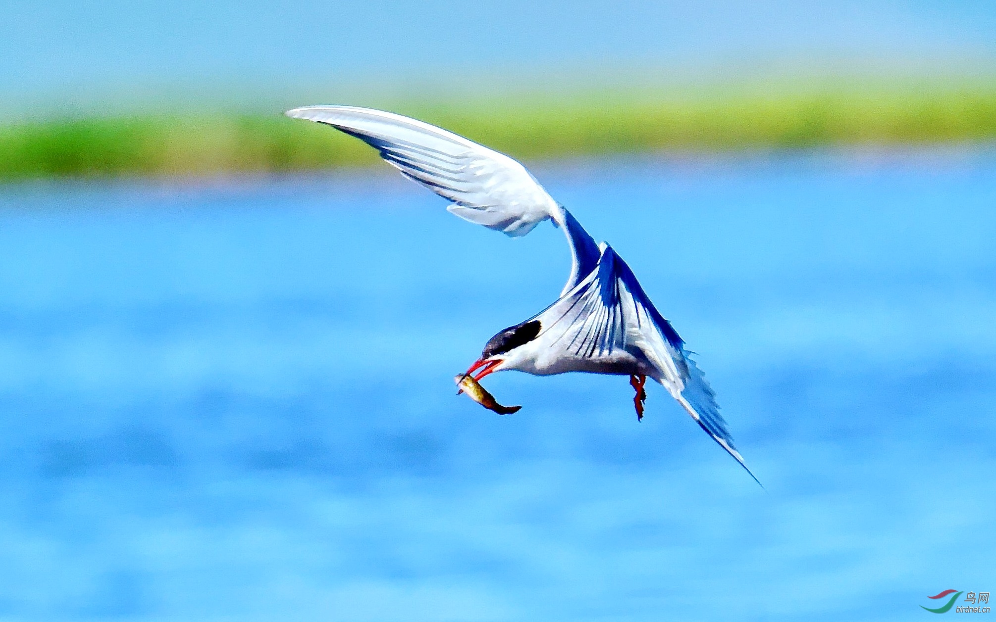 DSC_2735_conew4.jpg