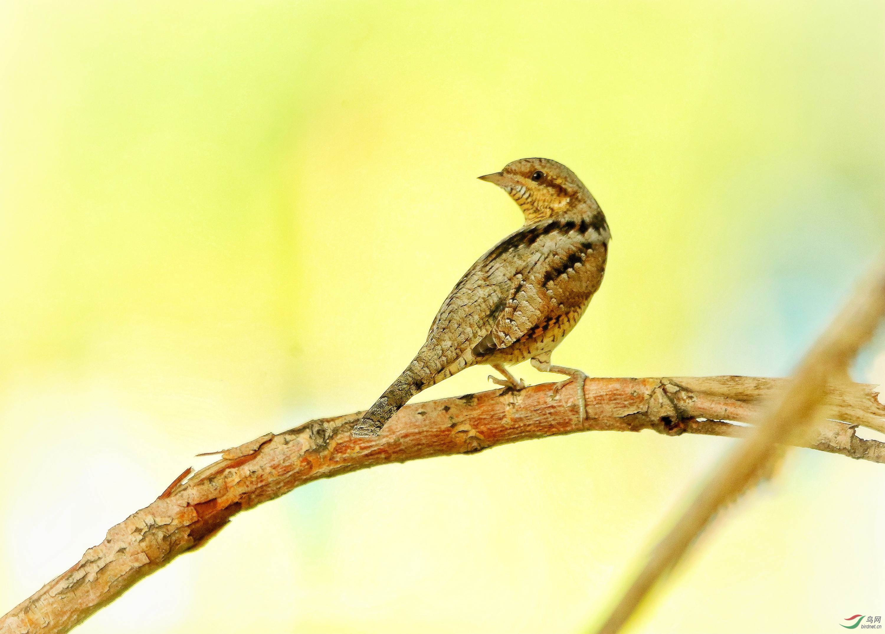 ������ (һ).jpg