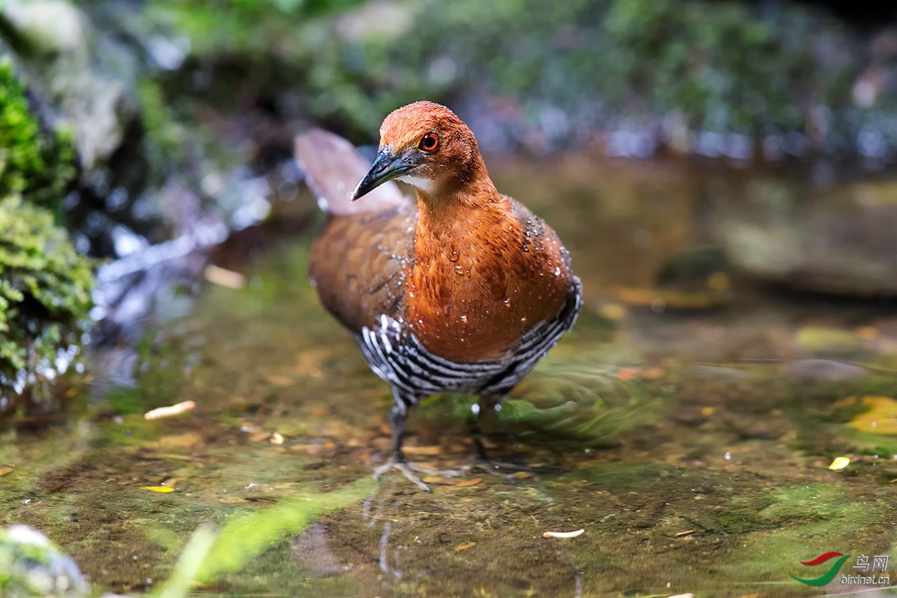 ��ͷ���� .jpg