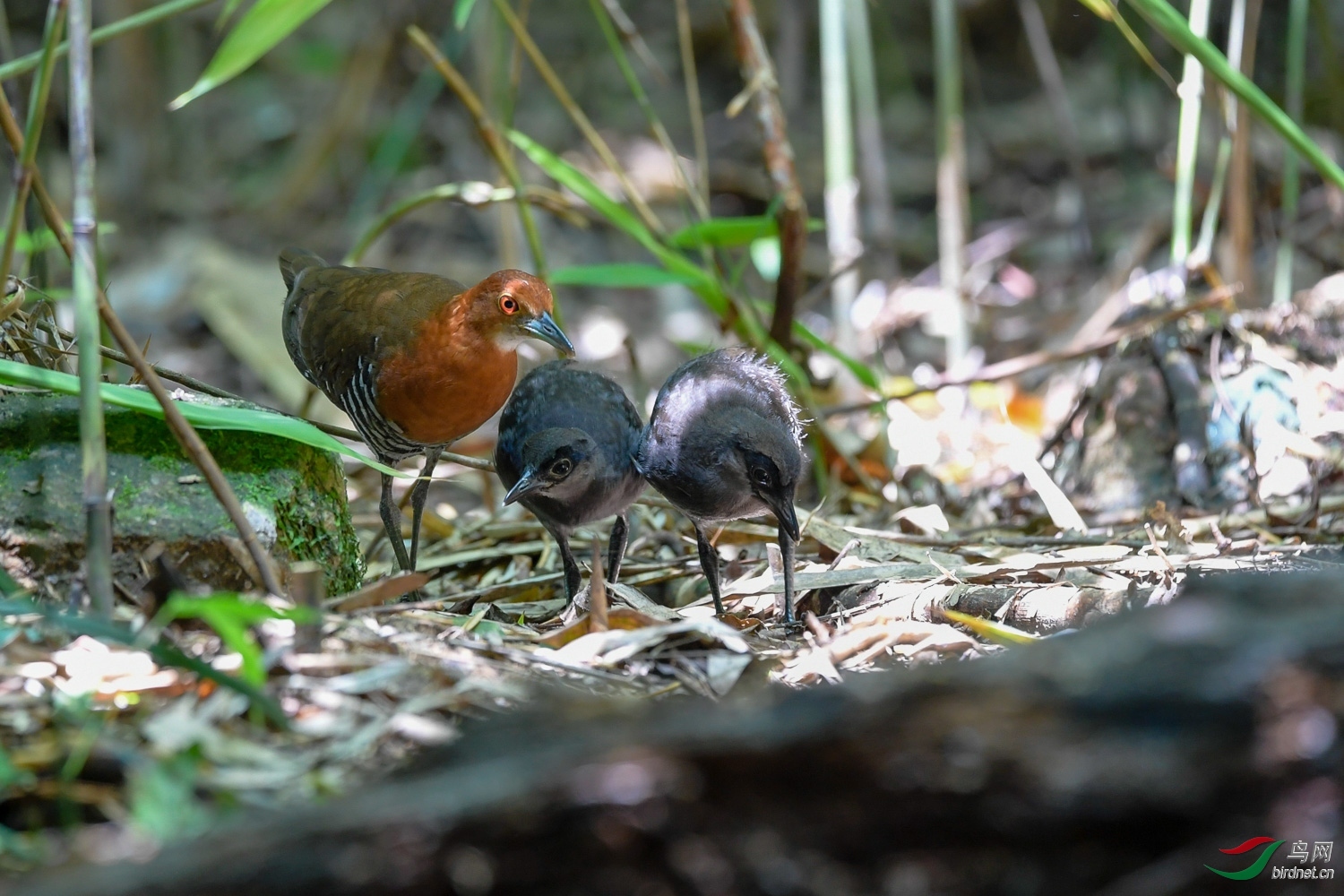 �������� .jpg