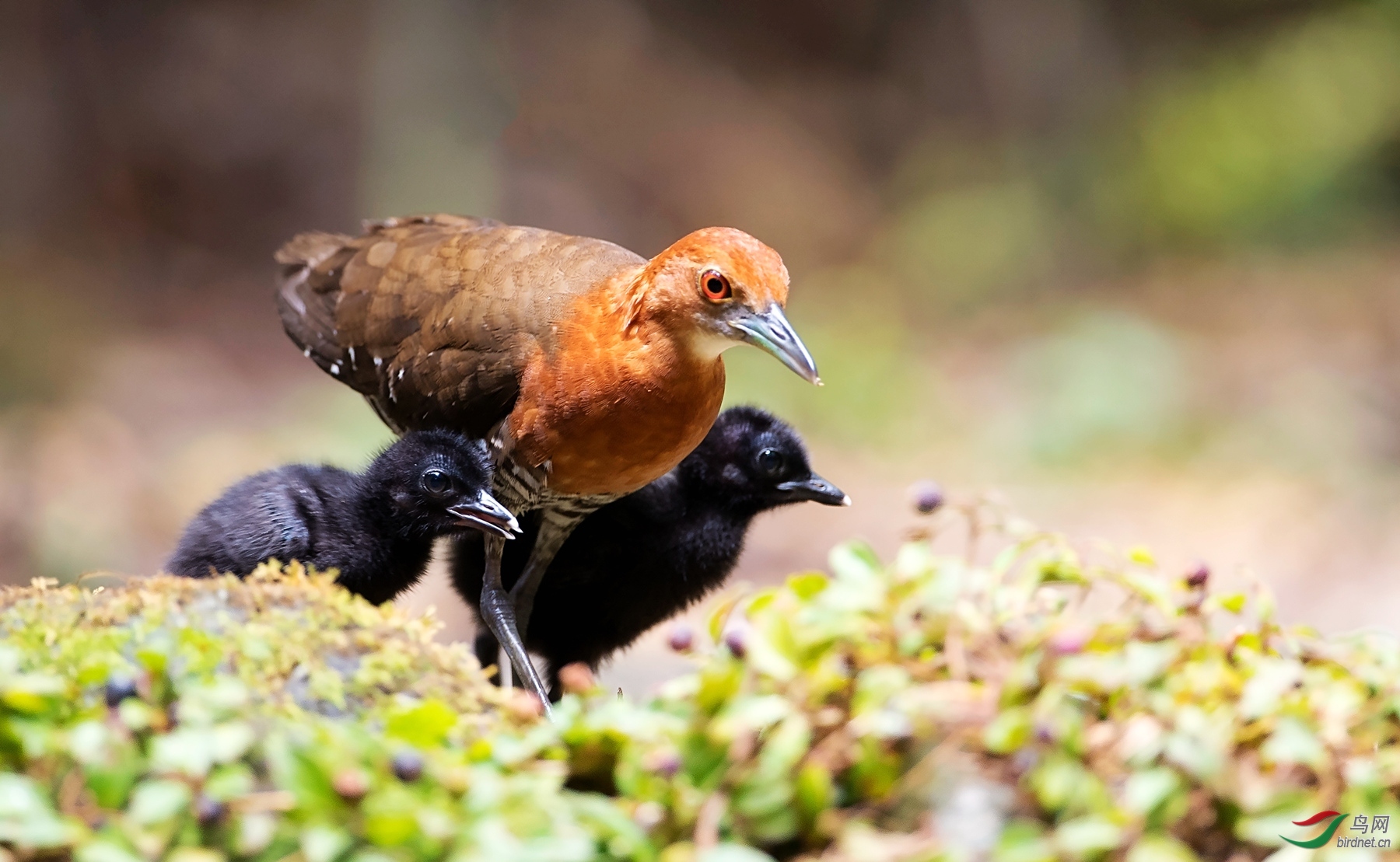 �ۿ�����ʦ�����ڹ㶫ʡ �ع�����Դ���������� .jpg