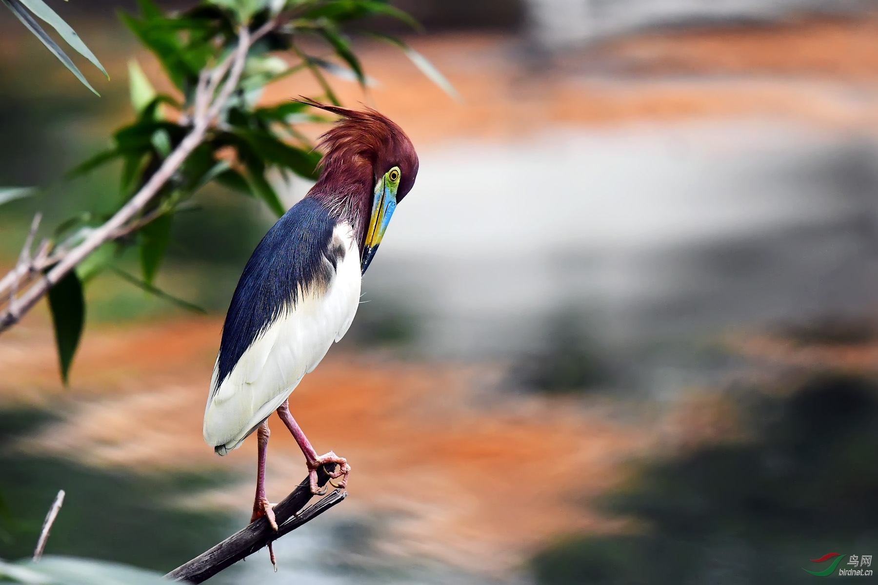 DSC_8527a.jpg