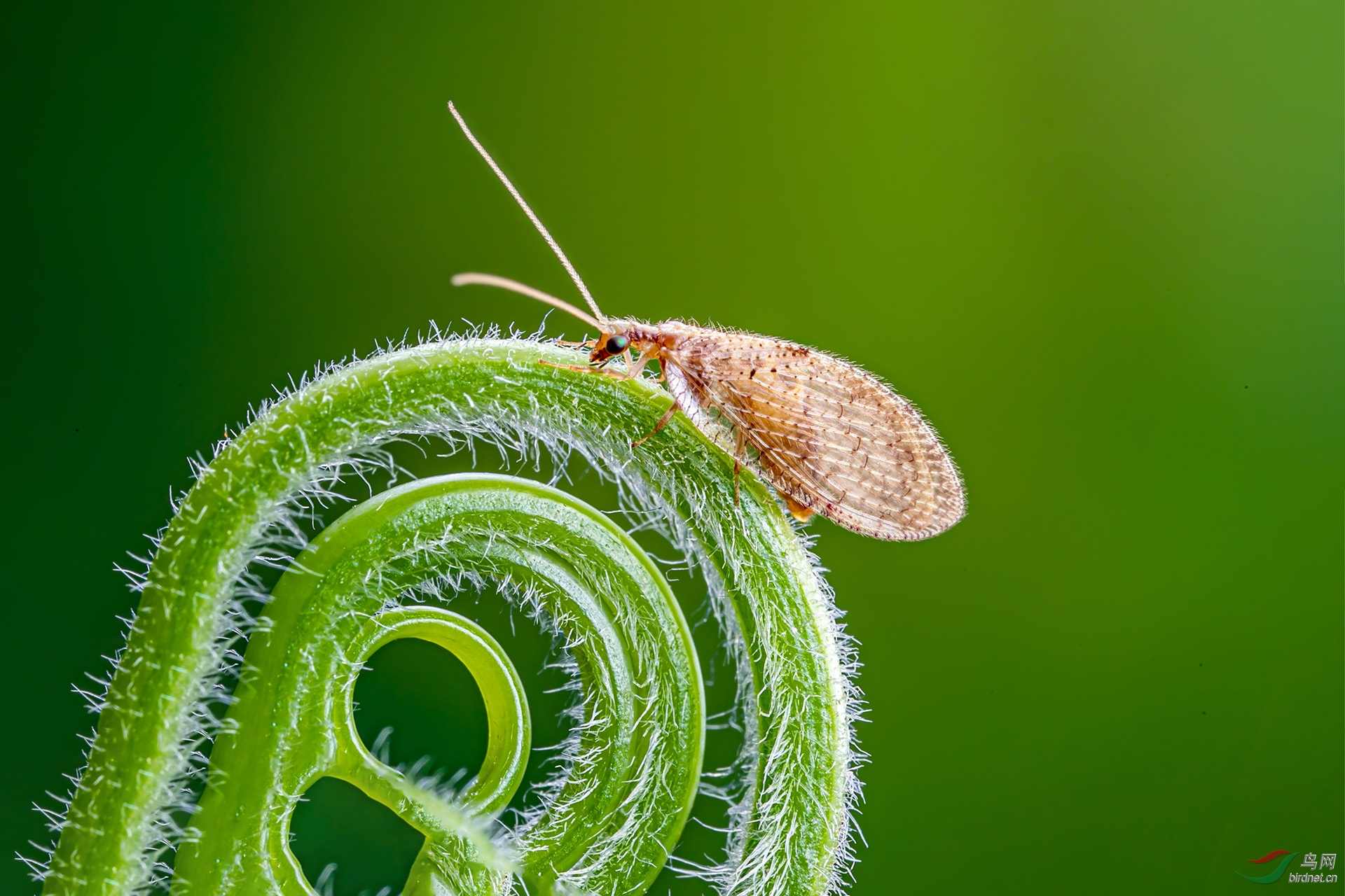 褐蛉贺获首页精华