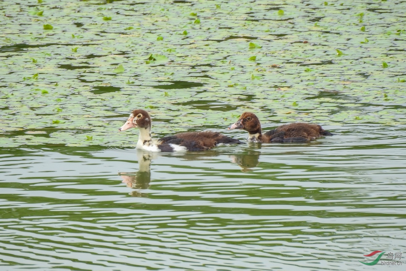 ��Զ��Զ����������Ʒ