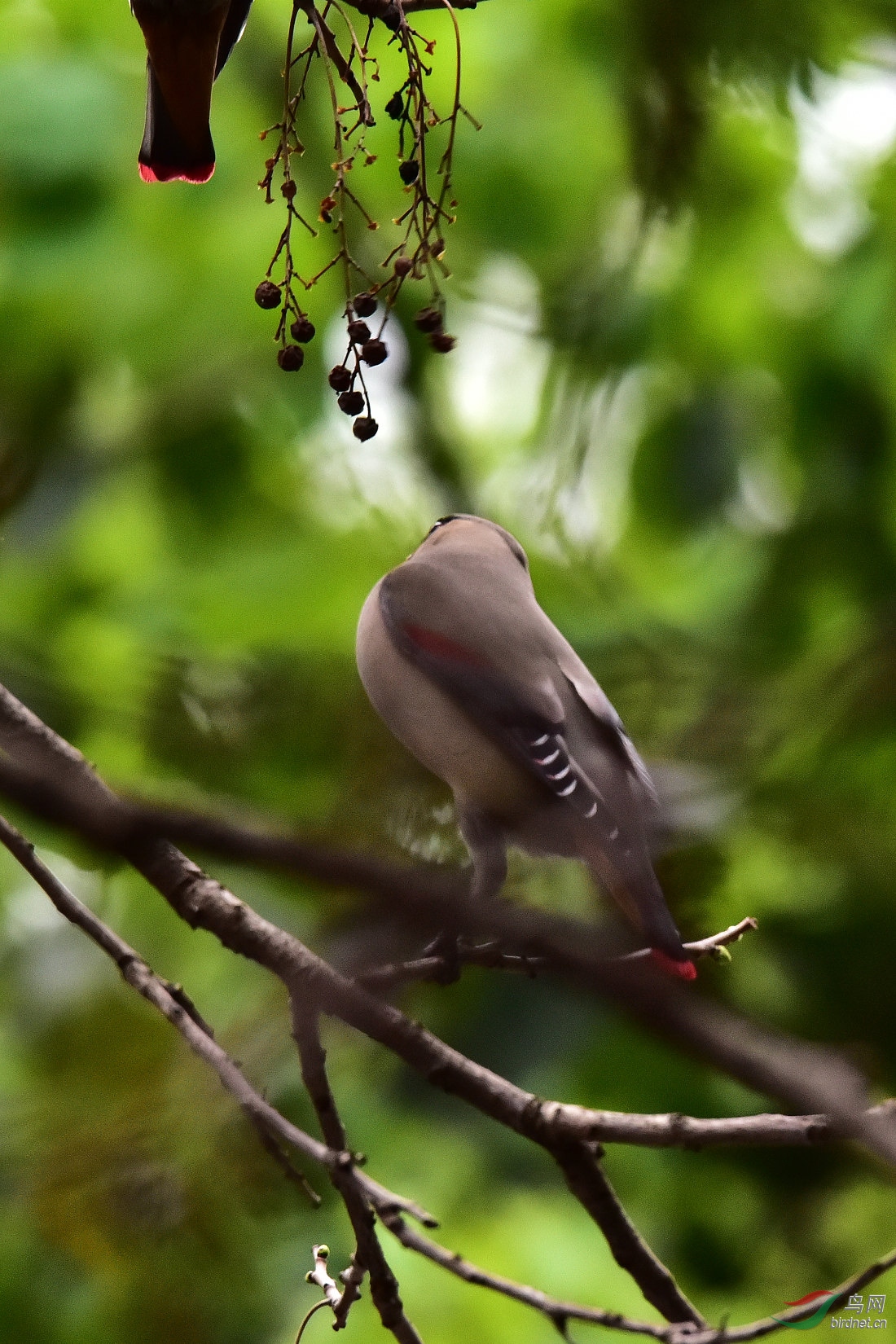 DSC_0342.JPG