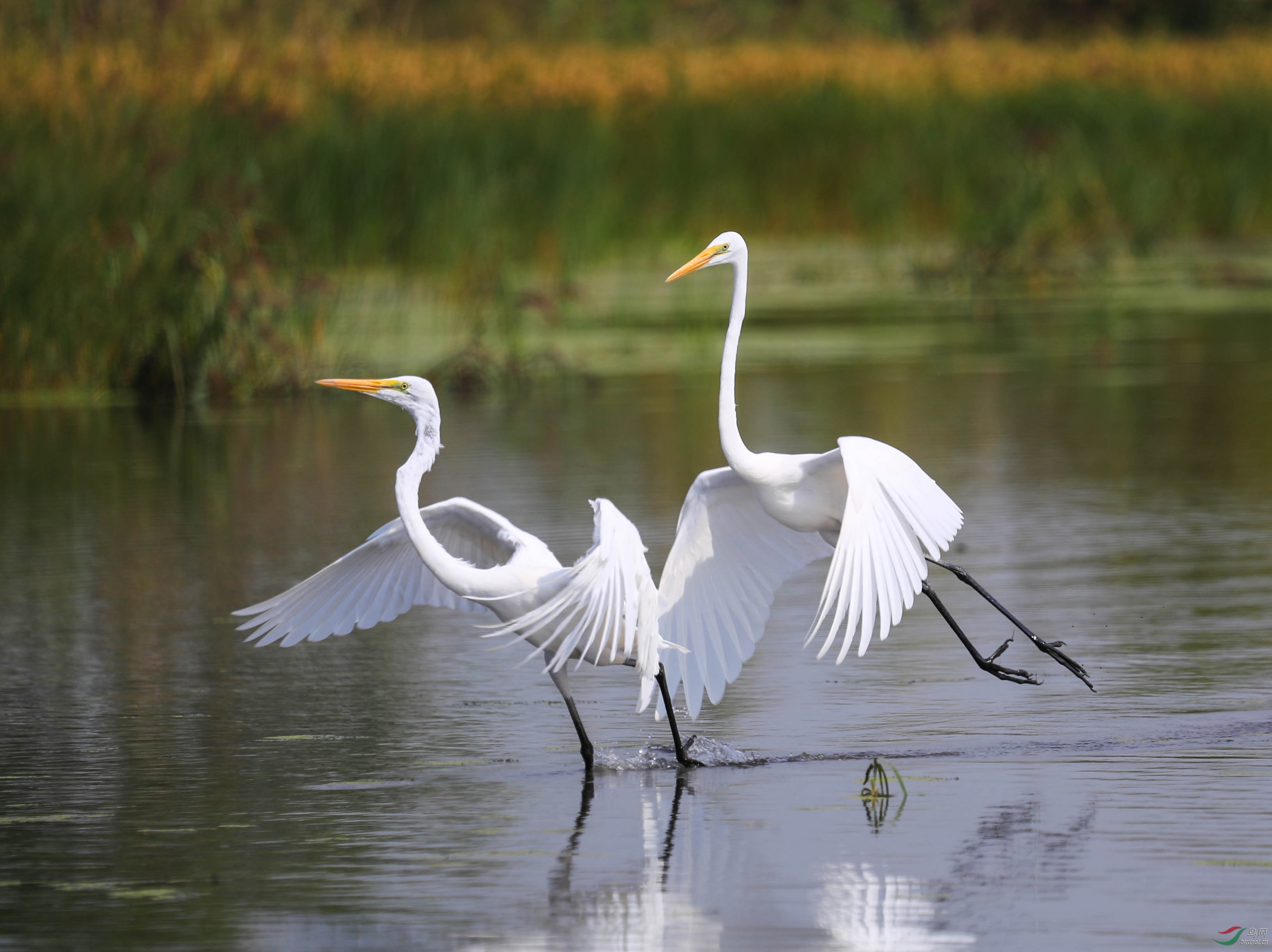 白鹭起舞2.jpg