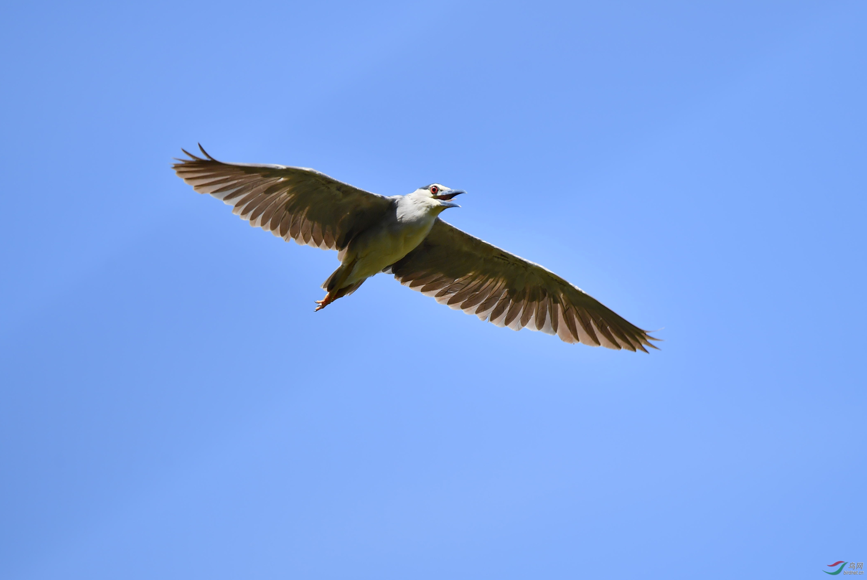 DSC_6462_����.jpg