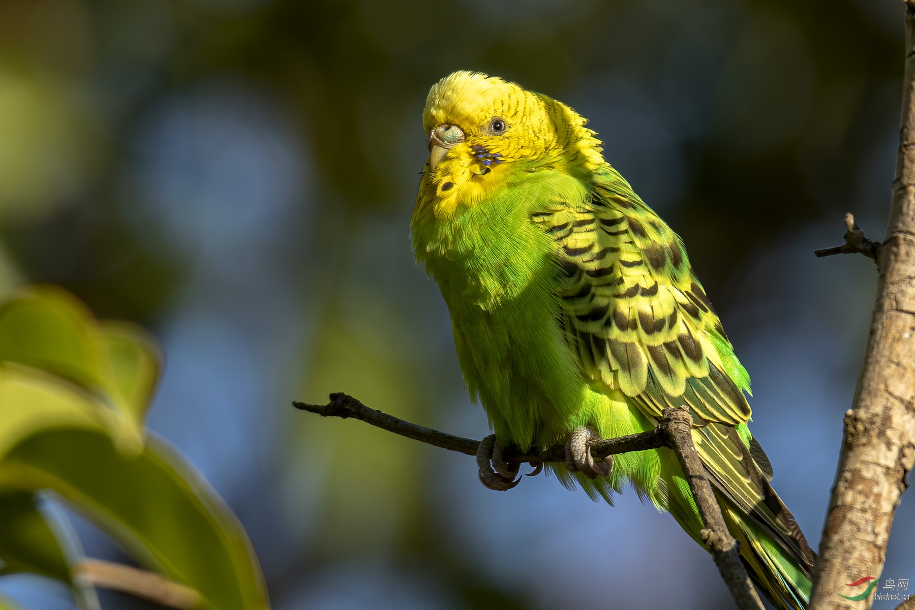 野外的虎皮鹦鹉