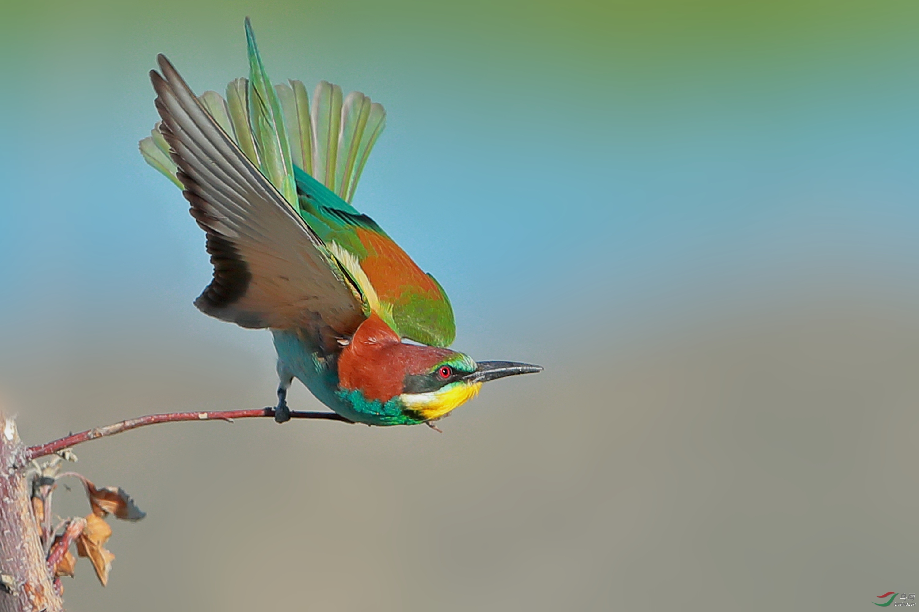 [综合] 黄喉蜂虎 ---祝贺老师获本版佳作 !