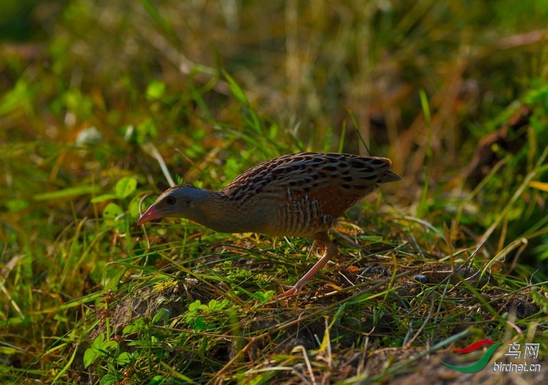 �½���ɽ�� ��ʦ����.jpg