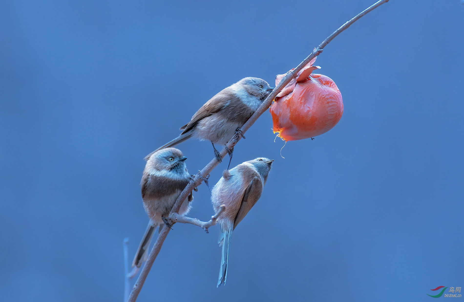 DSC_1533.jpg