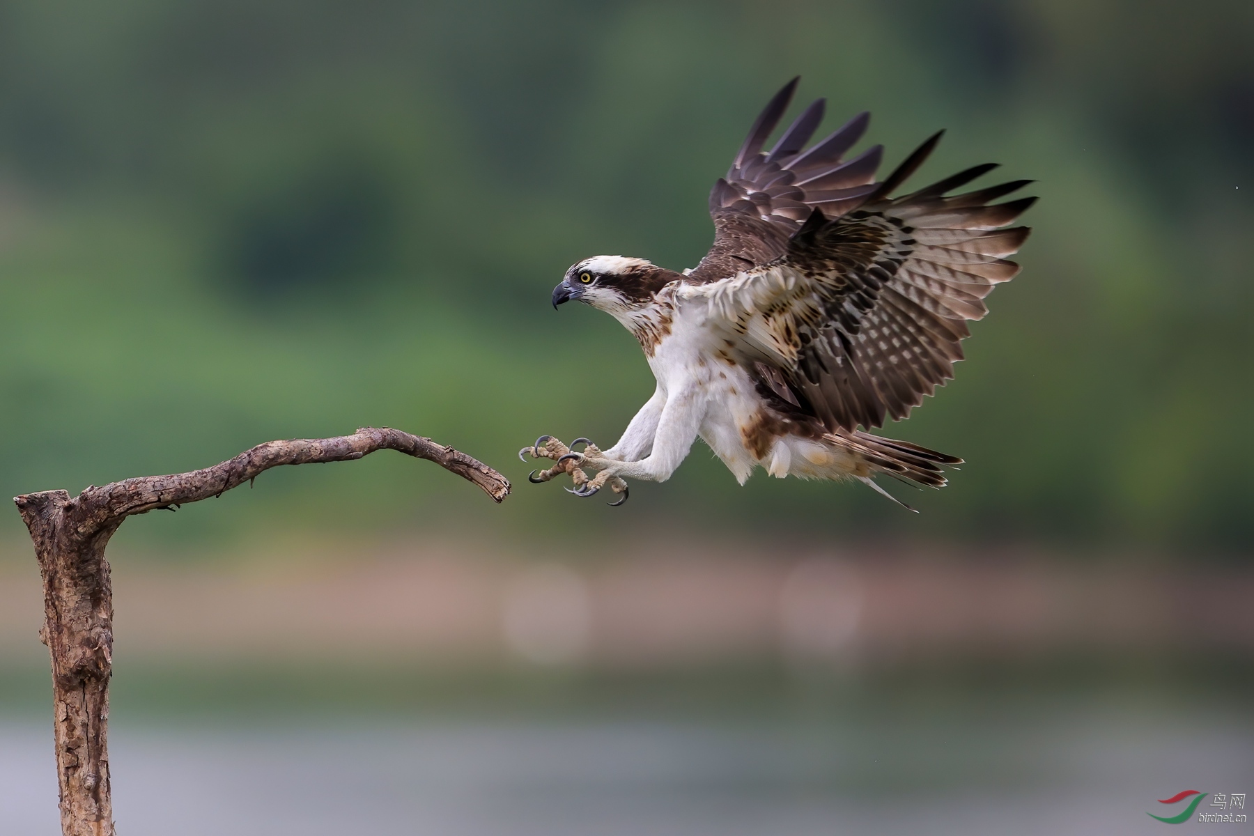 我来也 (贺获鸟类精华)