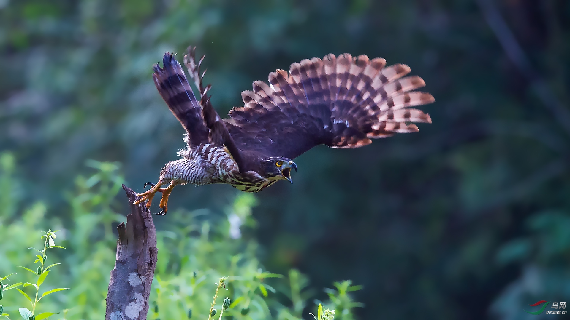 雷霆之势(凤头鹰)