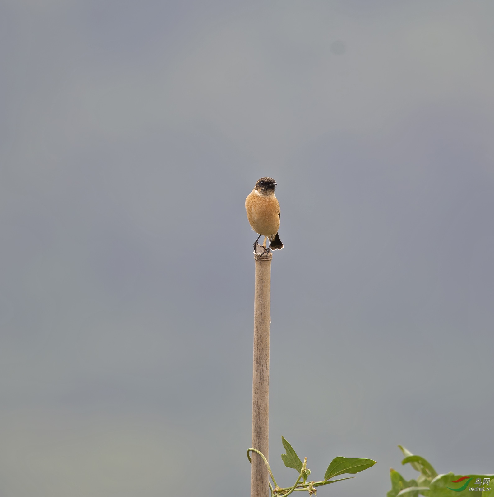 DSC_5447.jpg