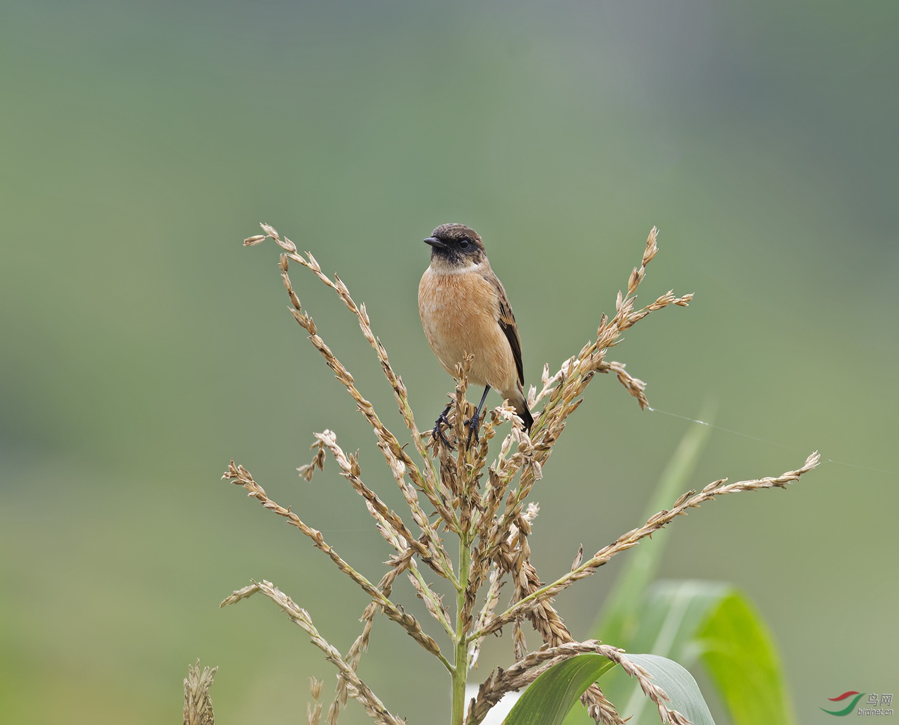 DSC_5460.jpg
