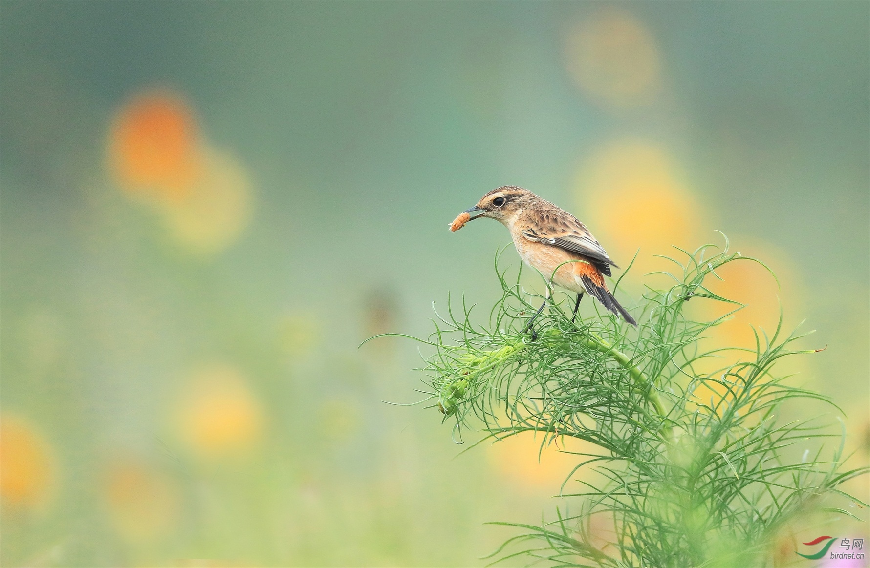 5 - ����.JPG