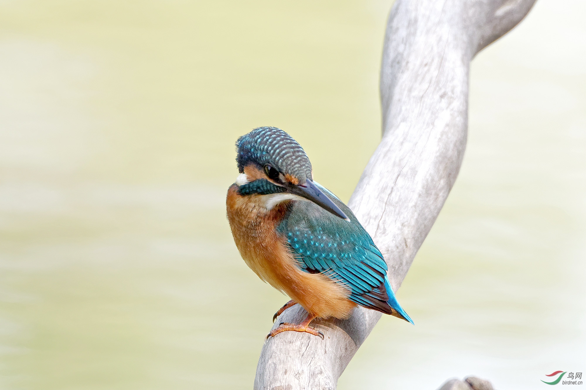 DSC_1107.jpg
