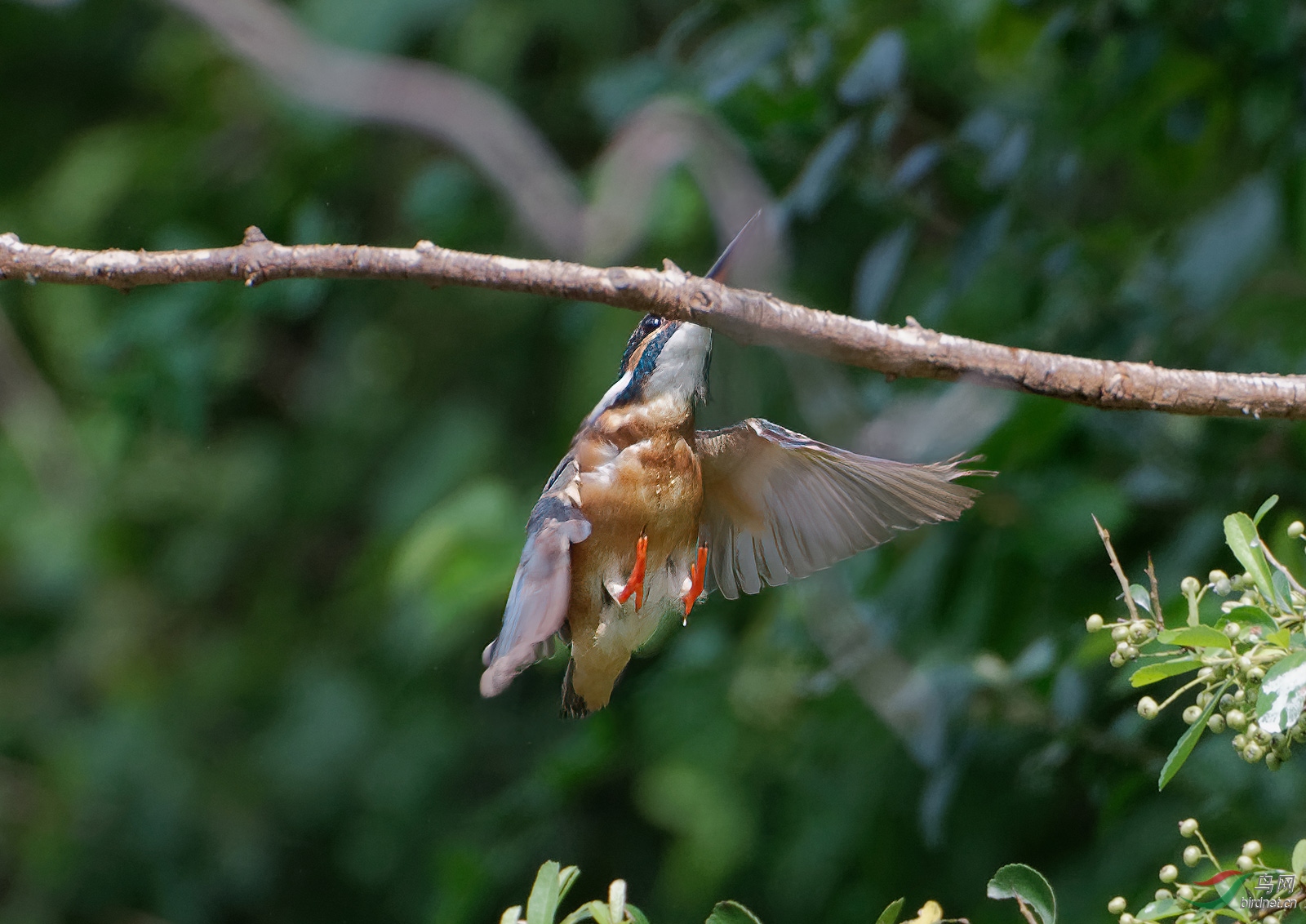 DSC_1336.jpg