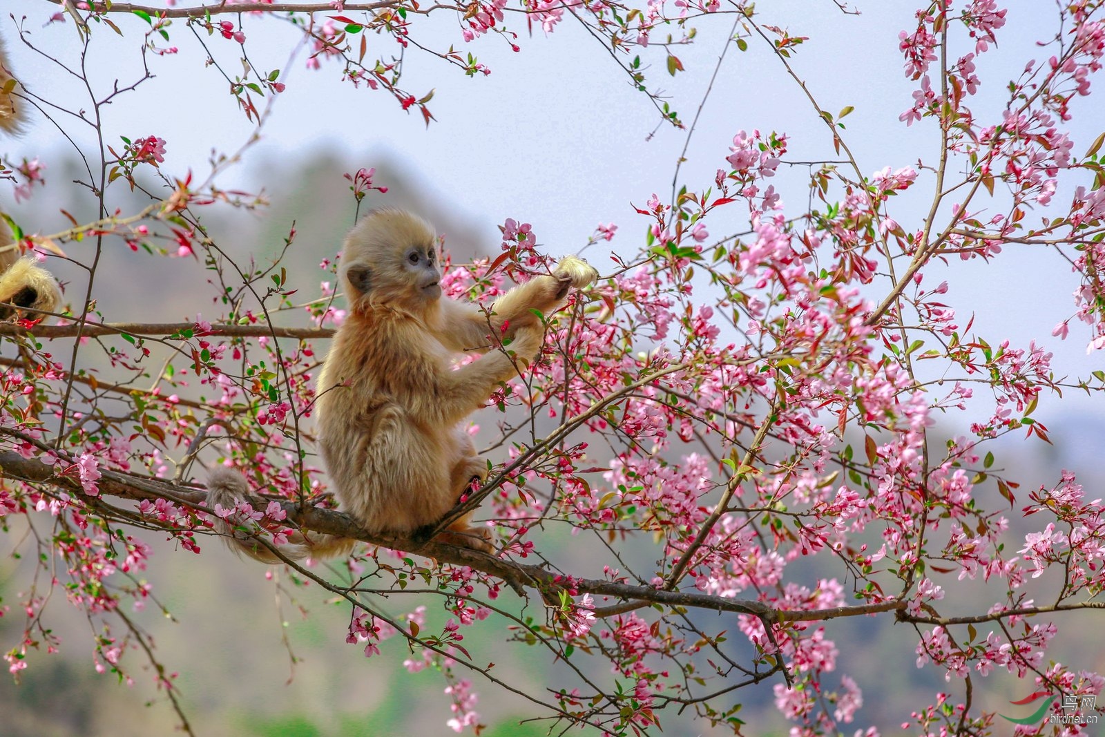 花季金丝猴