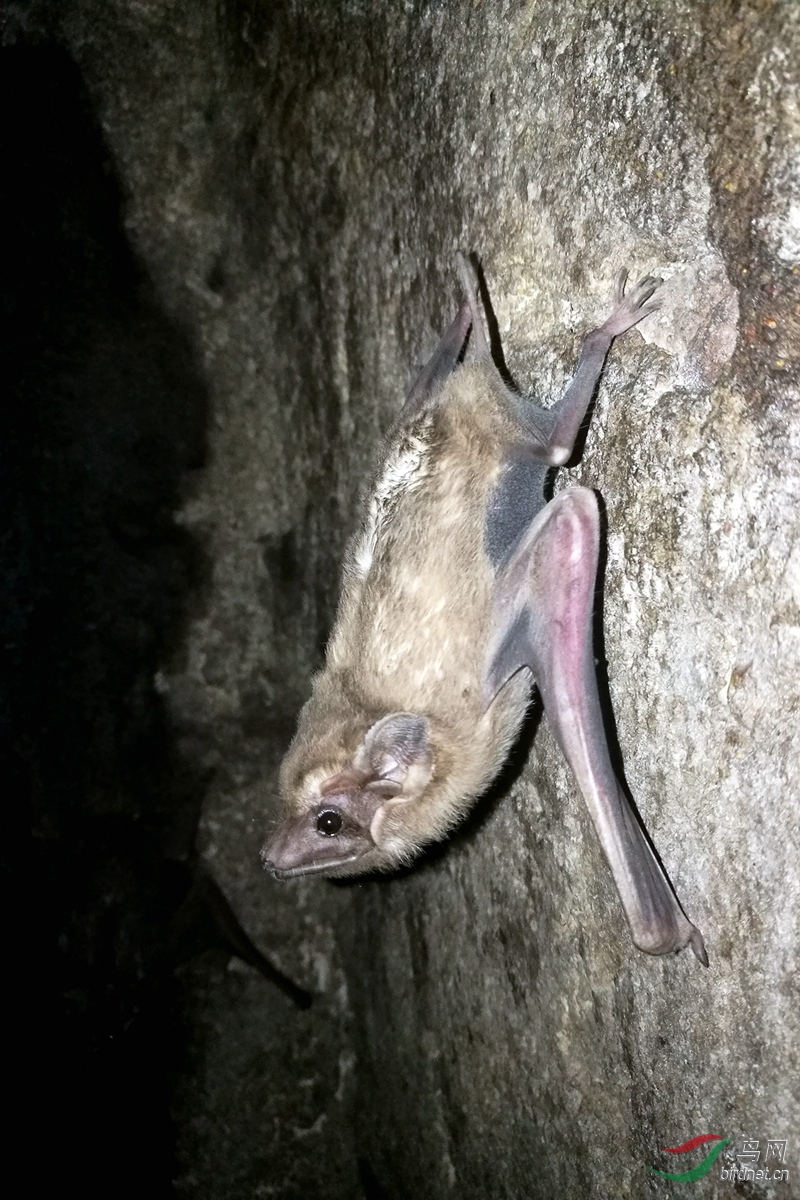 ����Ĺ�� Long-winged tomb bat (Taphozous longimanus) 