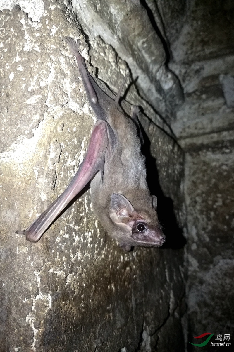 ����Ĺ�� Long-winged tomb bat (Taphozous longimanus) 