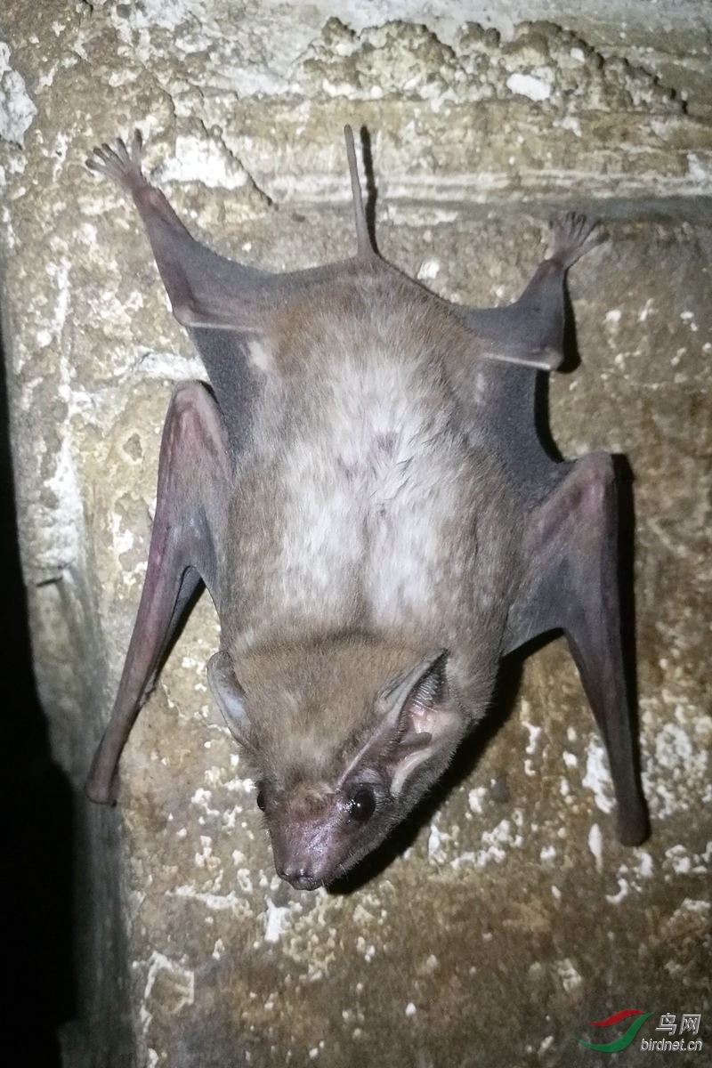 ����Ĺ�� Long-winged tomb bat (Taphozous longimanus) 