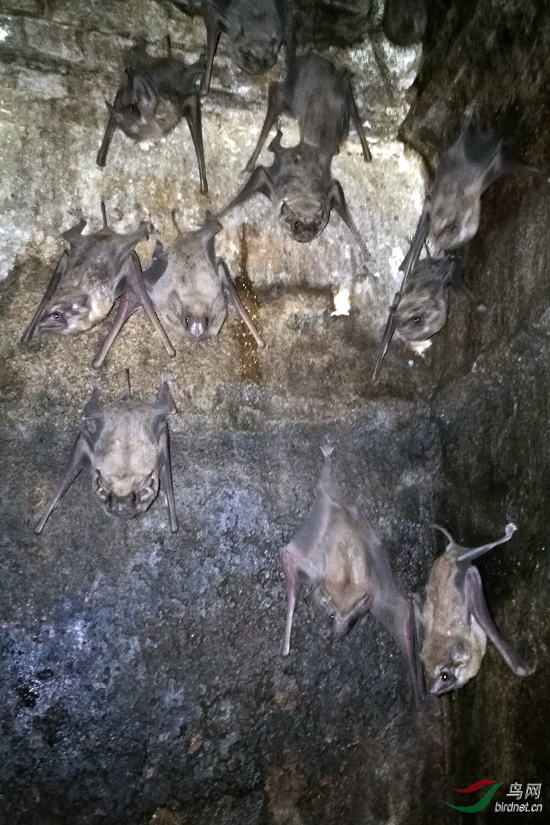 ����Ĺ�� Long-winged tomb bat (Taphozous longimanus) 