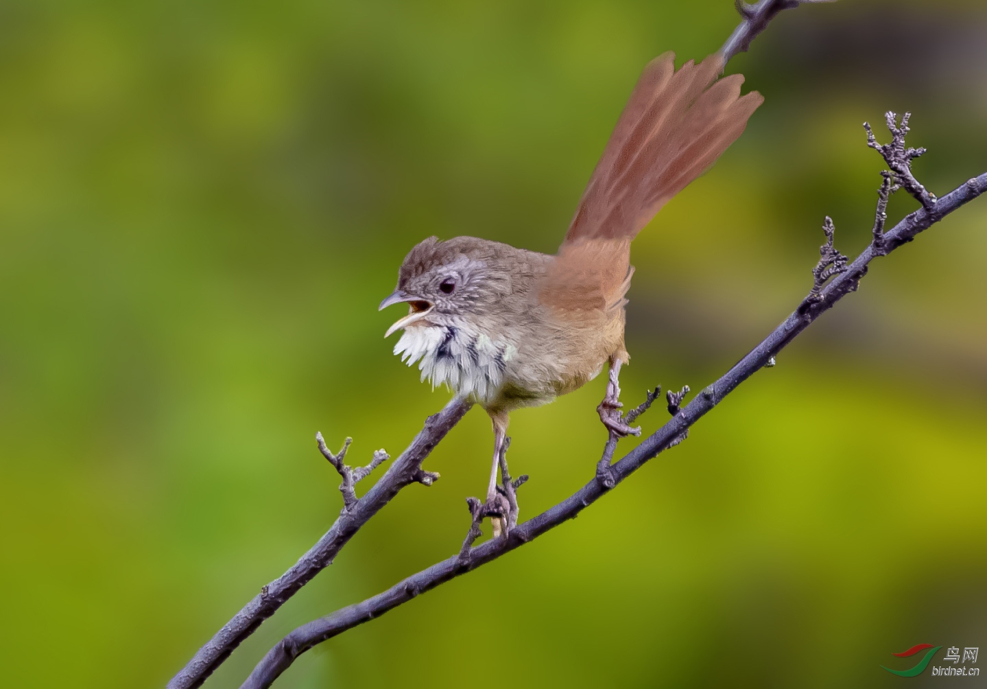 宝兴鹛雀 (2).jpg
